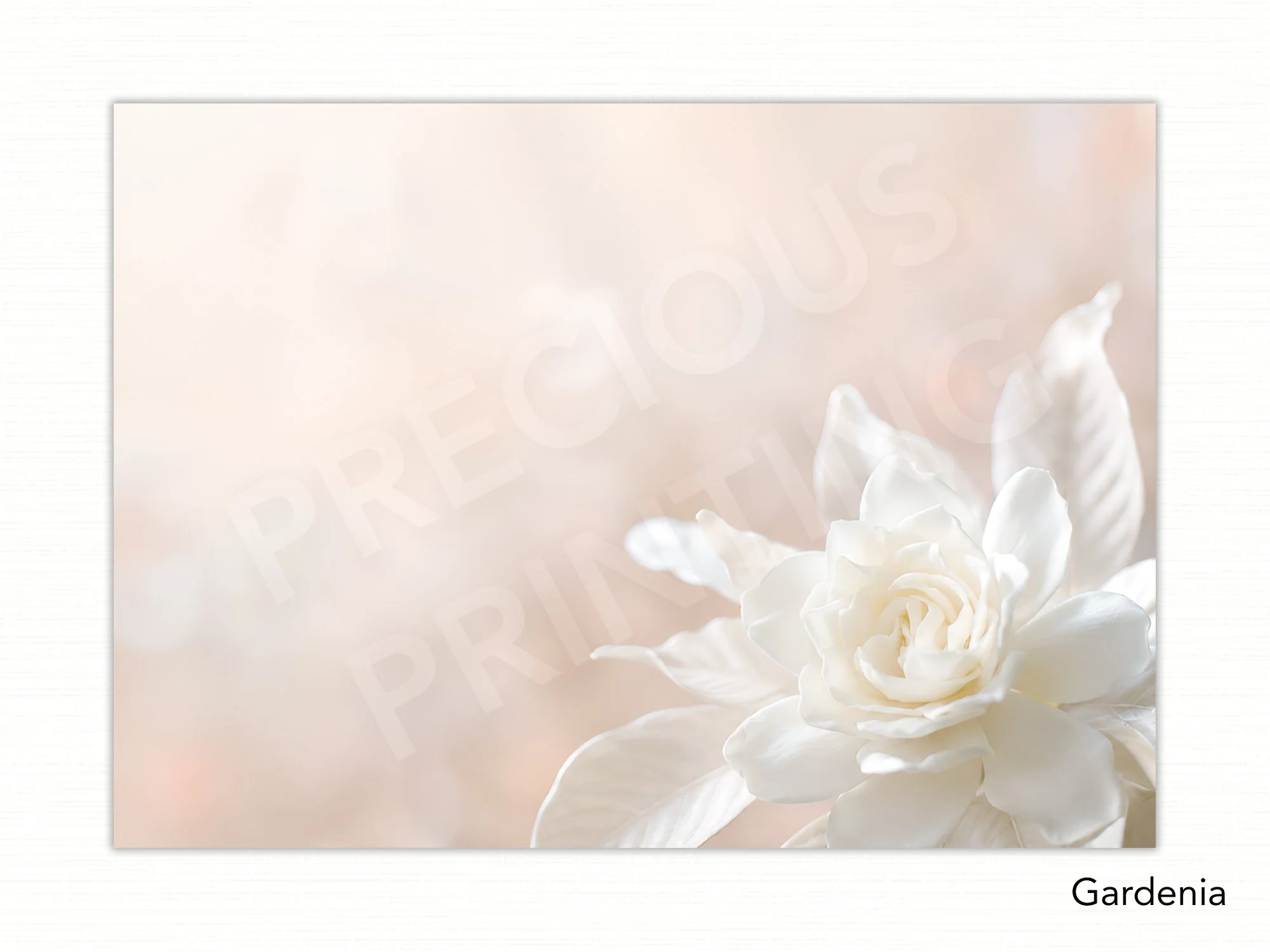 Gardenia copy.jpg