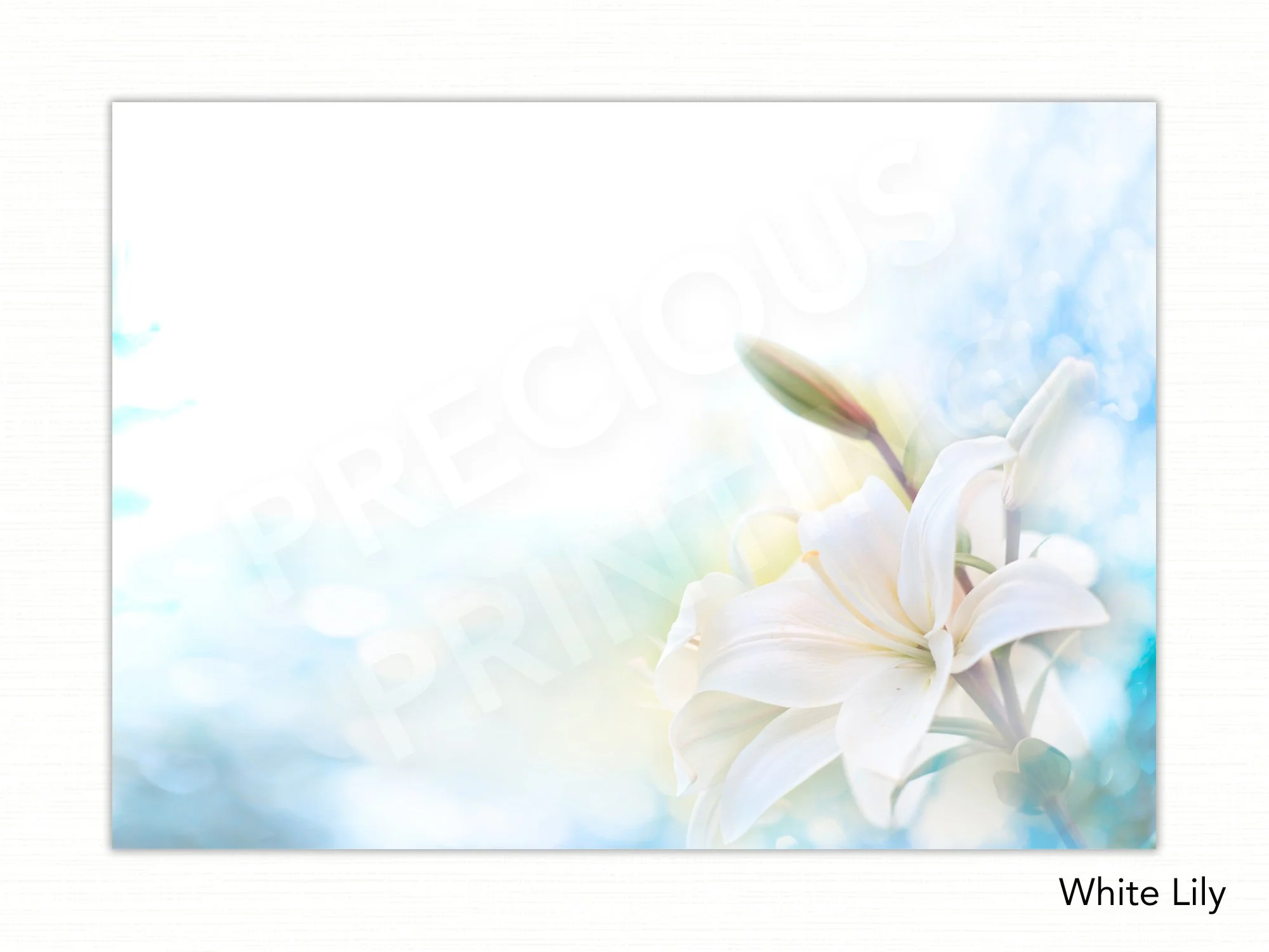 White Lily copy.jpg