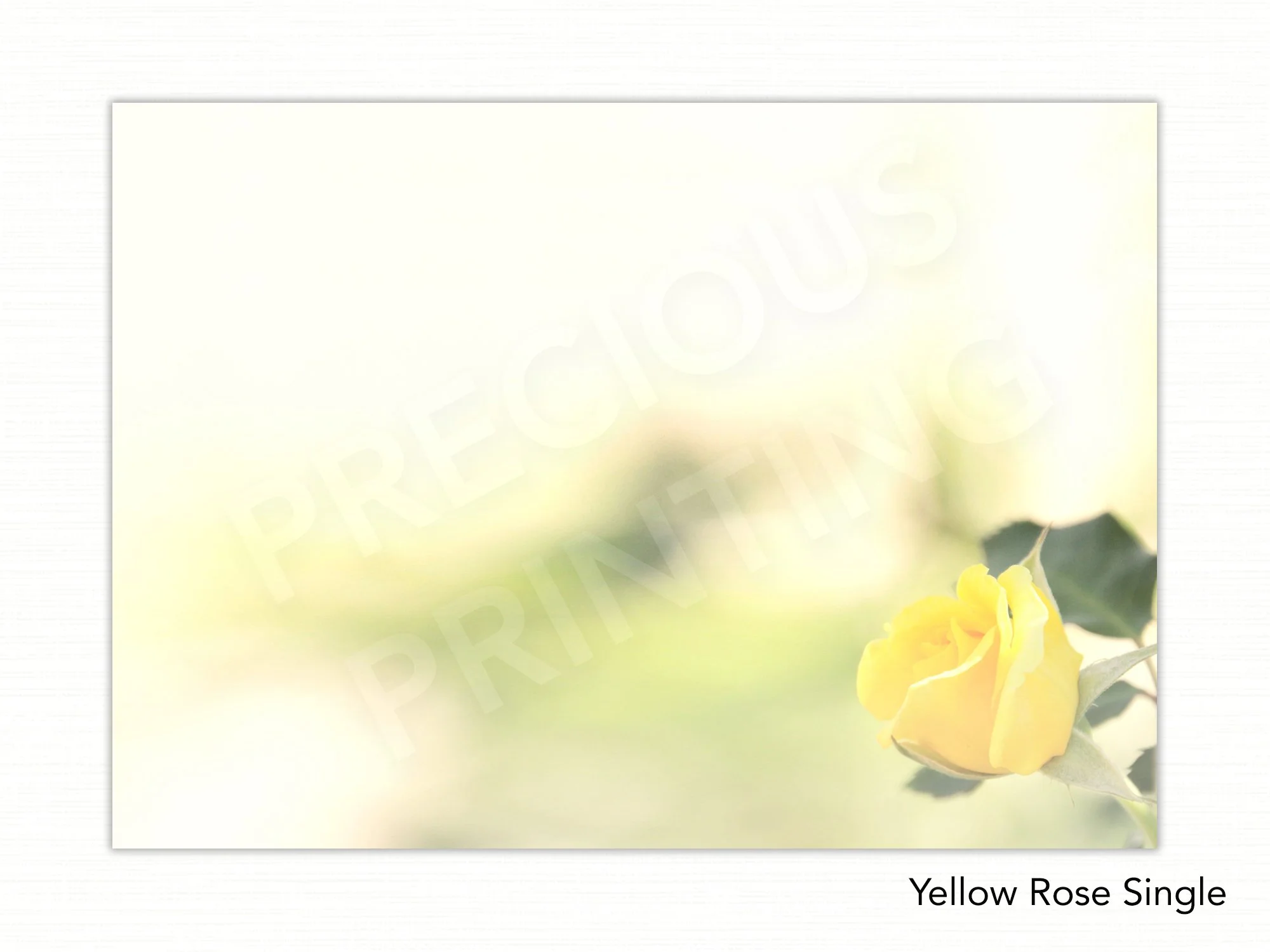 Yellow Rose Single copy.jpg