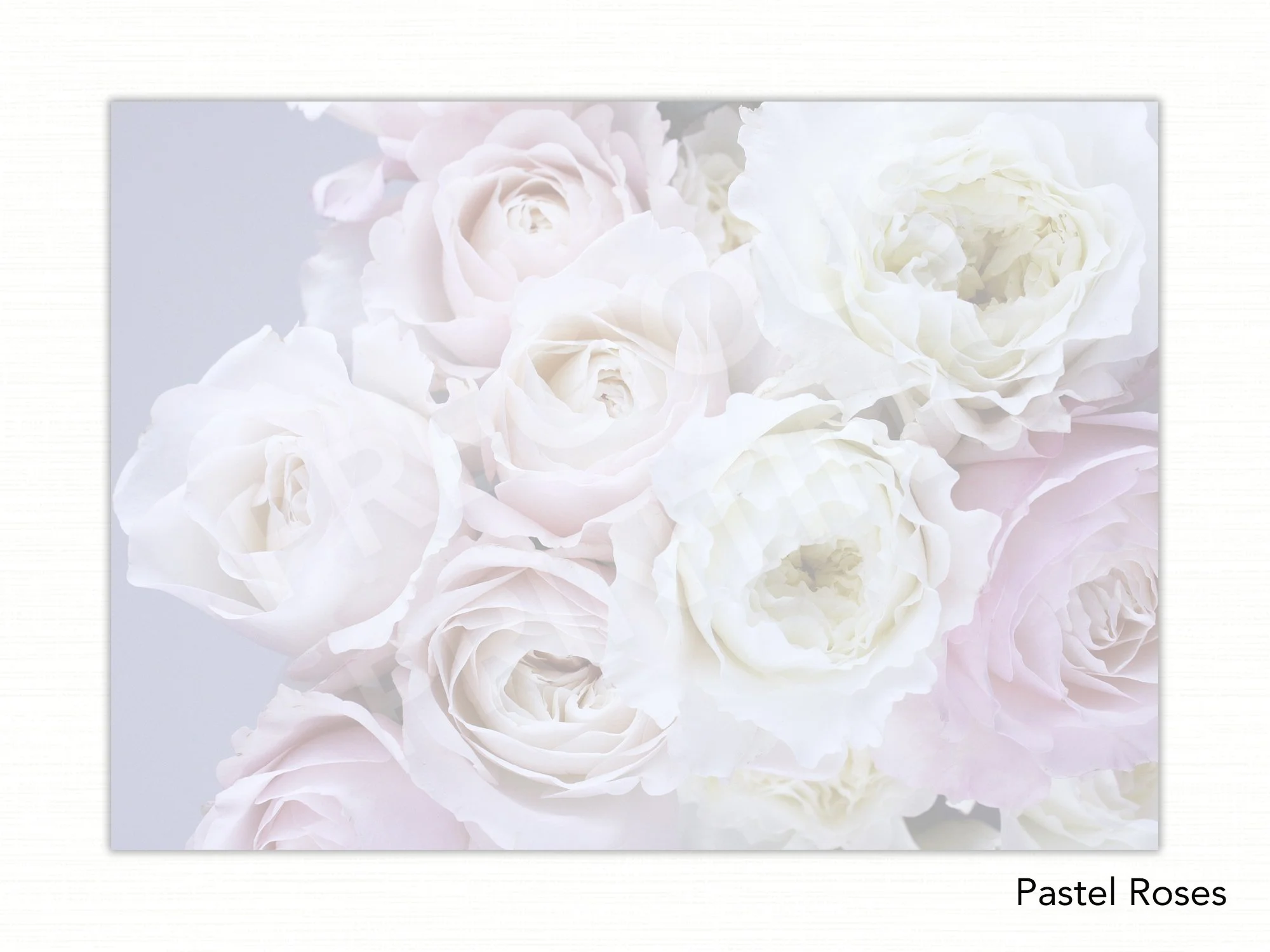 Pastel Roses copy.jpg