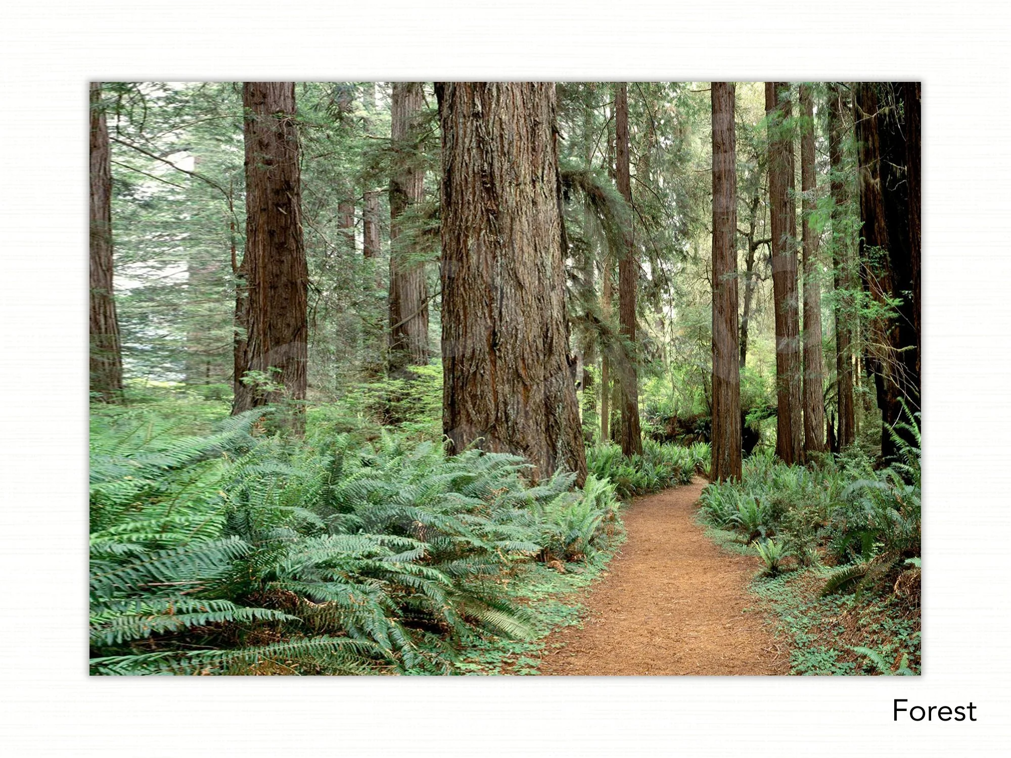 Forest copy.jpg