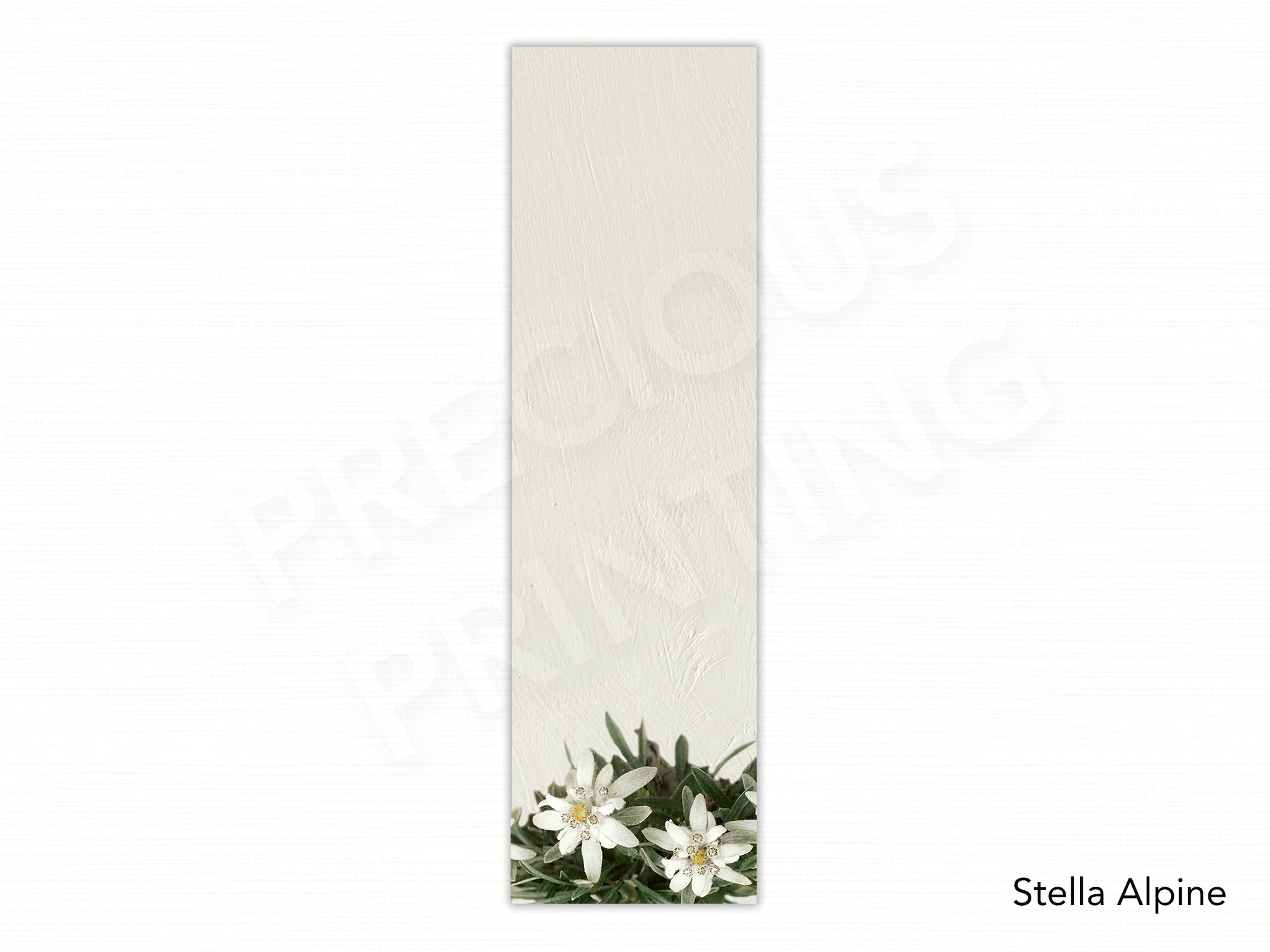 Stella Alpine.jpg