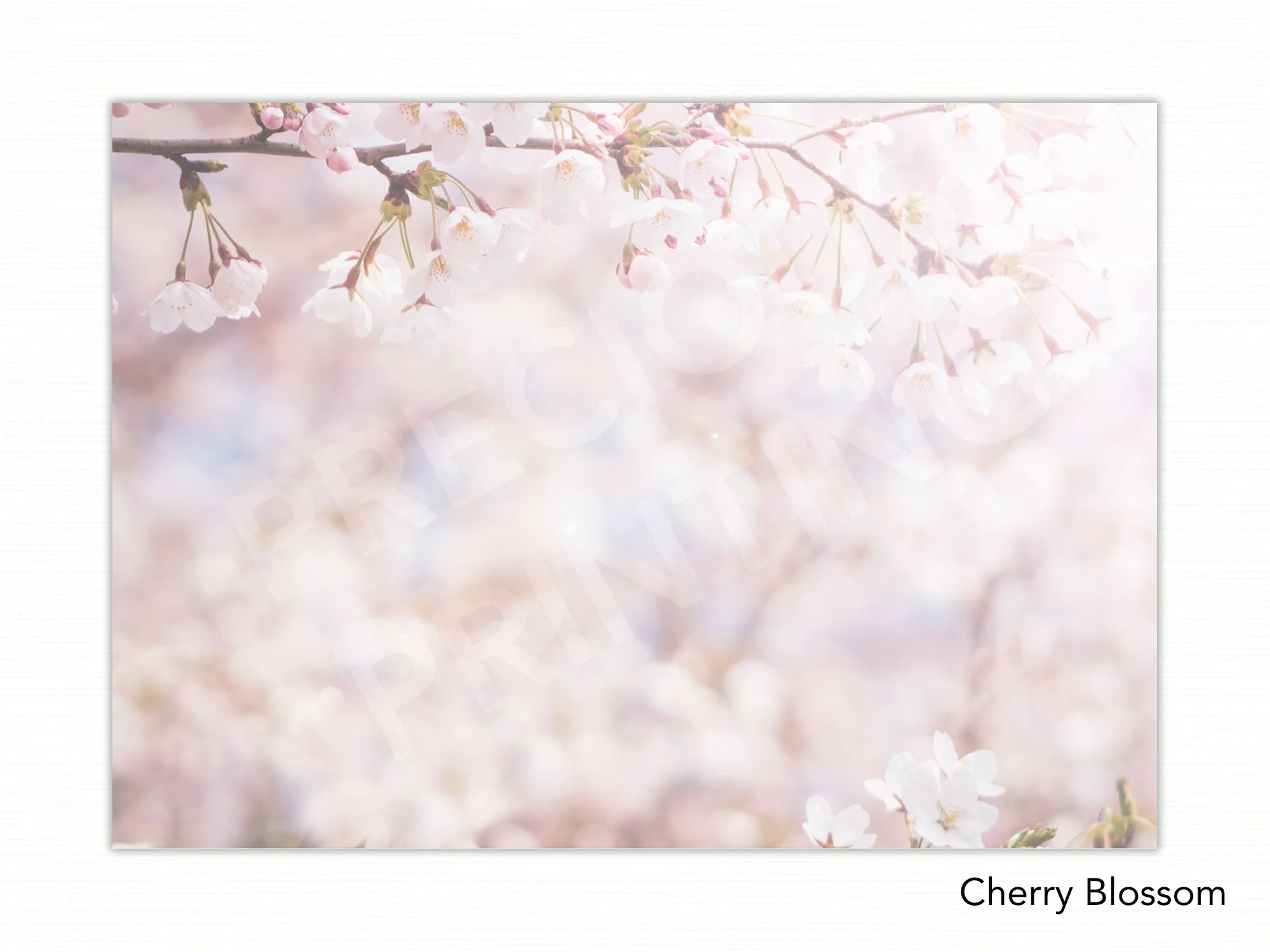 Cherry Blossom copy.jpg