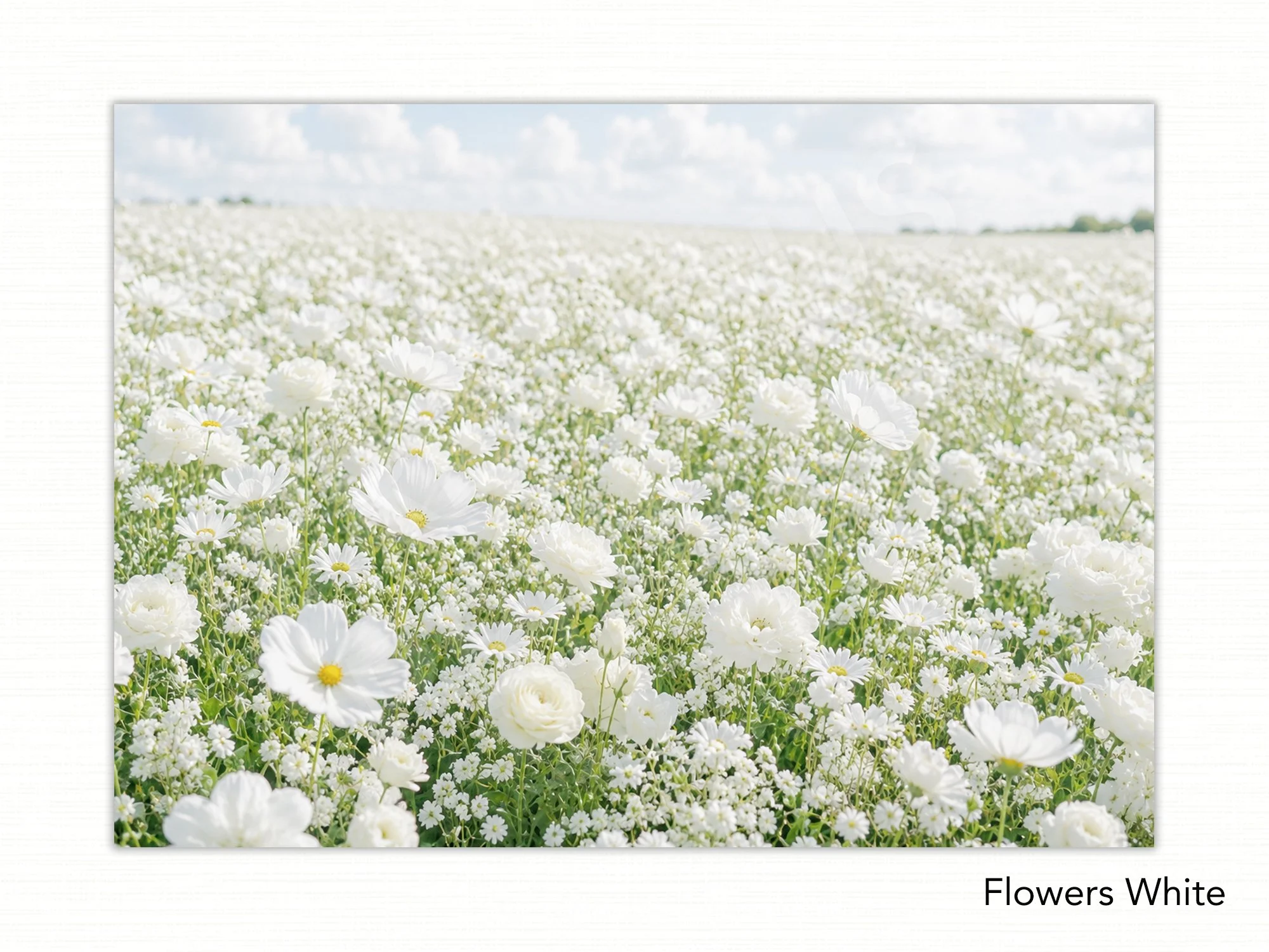 Flowers White copy.jpg