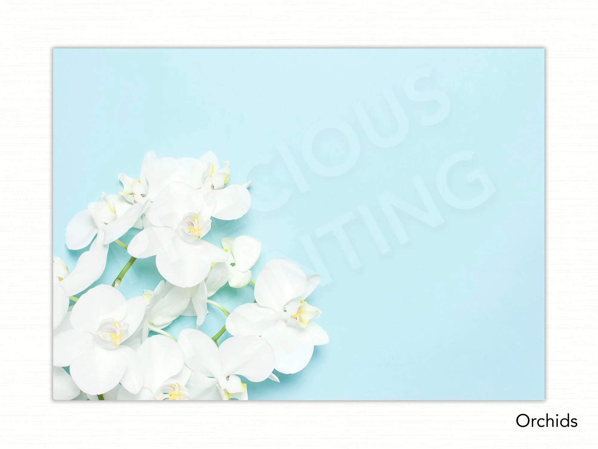 Orchids copy.jpg
