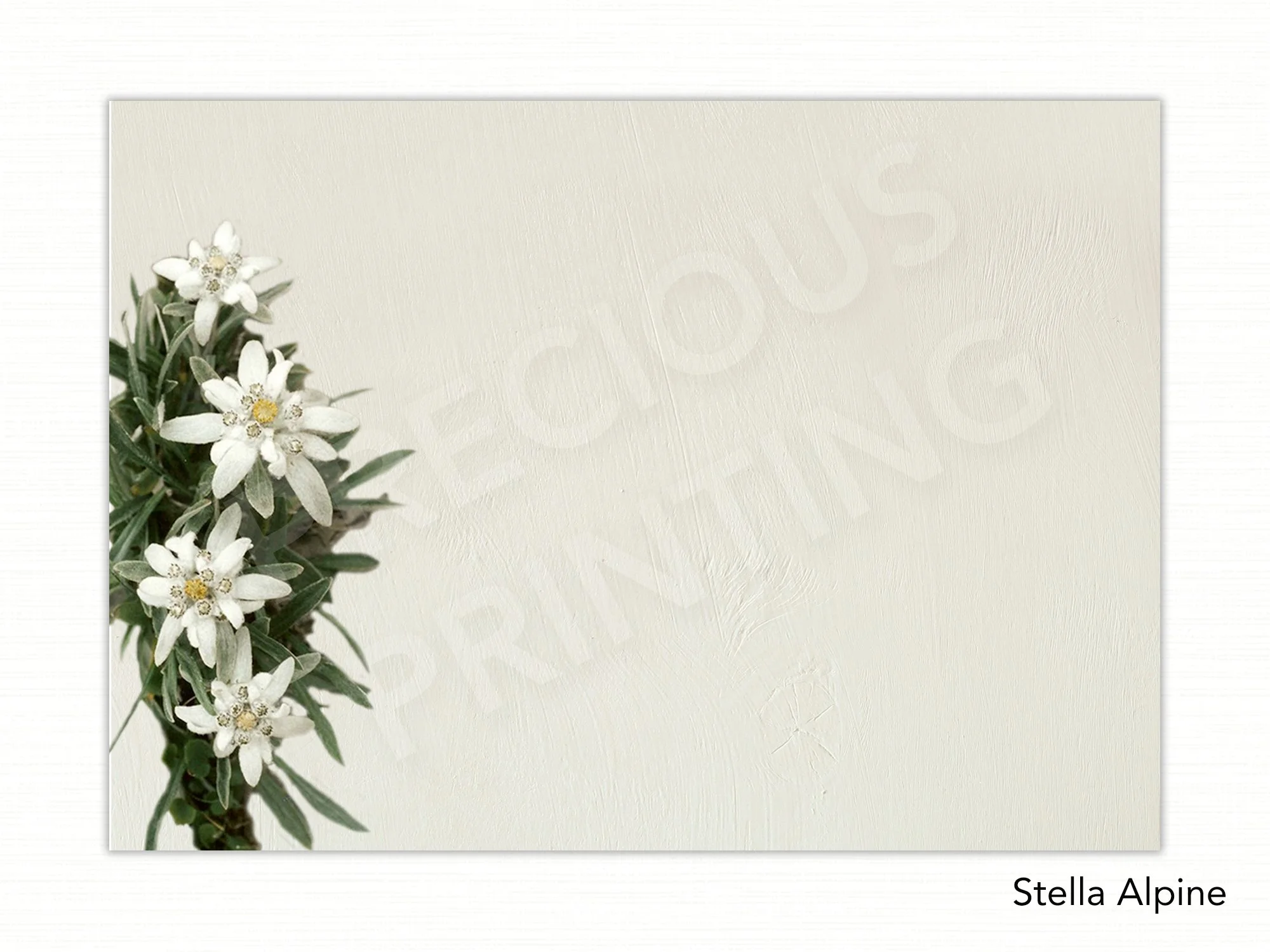 Stella Alpine copy.jpg