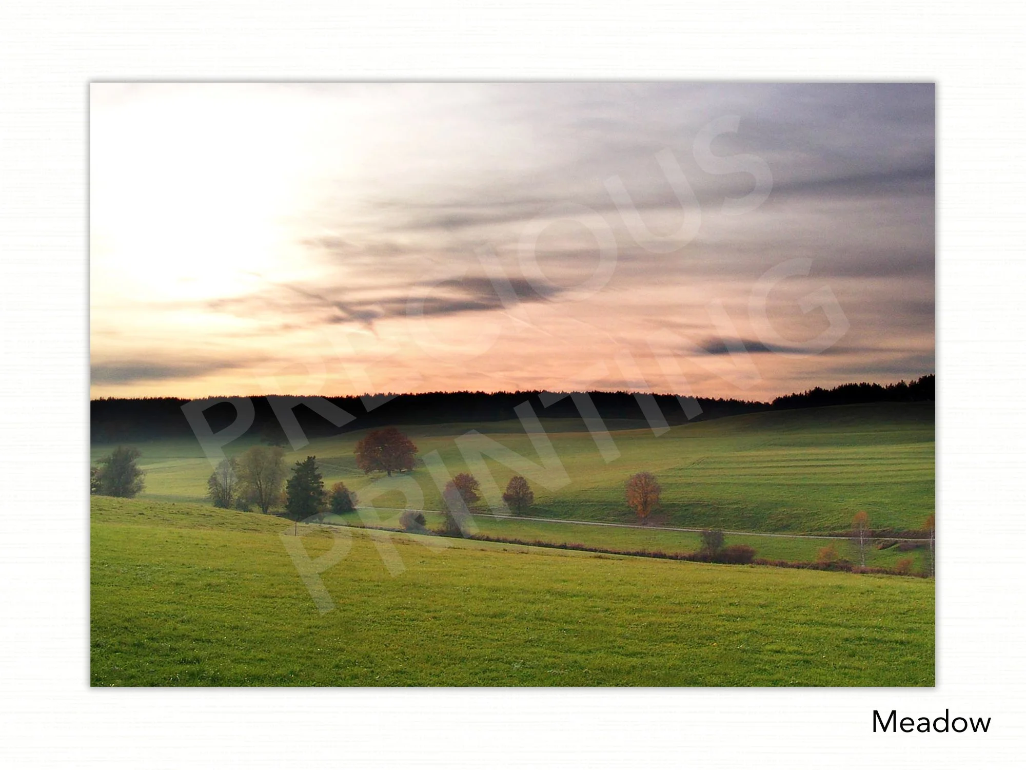 Meadow.jpg