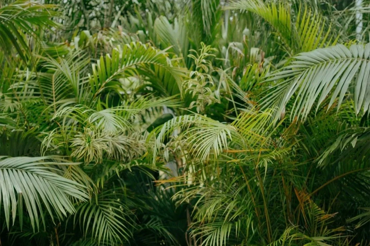 Dense collection of green tropical palm leaves and fronds.