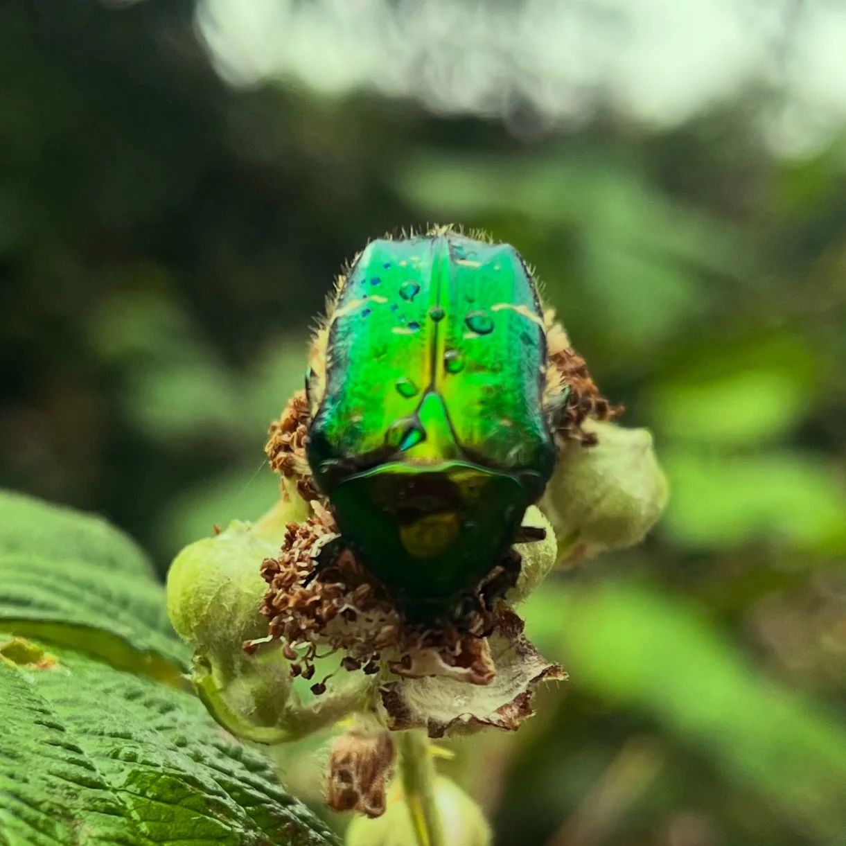 Scarab Emerald Body.JPG