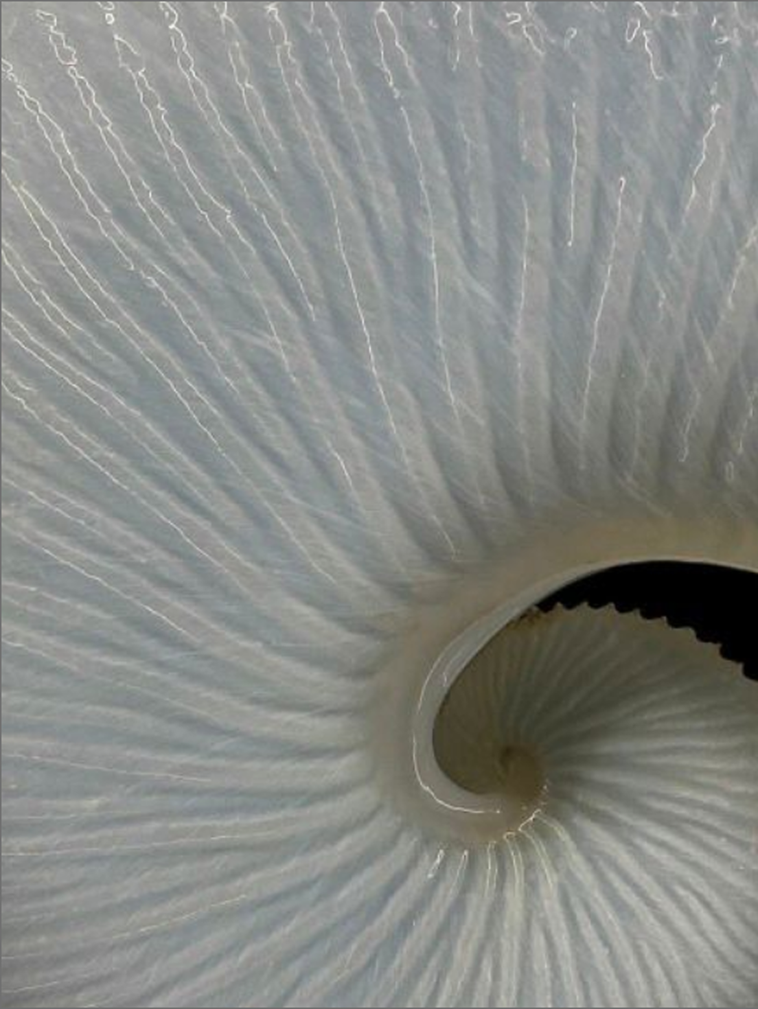 Close-up of a white seashell with a ridged, spiral pattern.