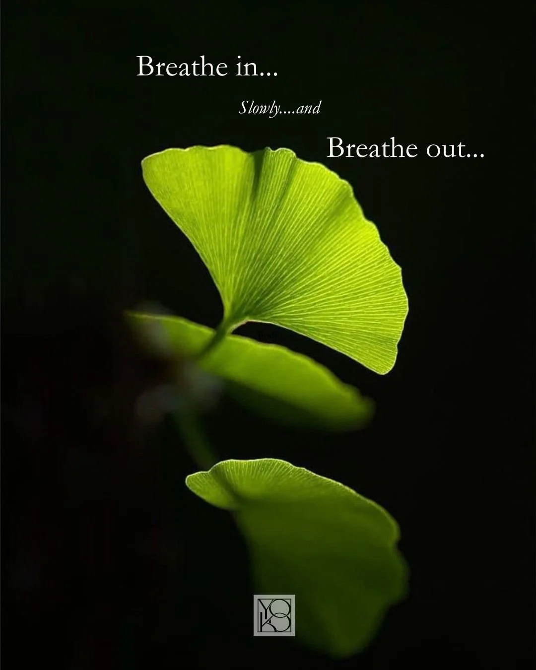 Deep breathing directly supports hair growth by optimizing internal body functions&mdash;specifically by increasing oxygen delivery to hair follicles and lowering hair-damaging stress hormones.

Something so basic to being alive and we do so automati