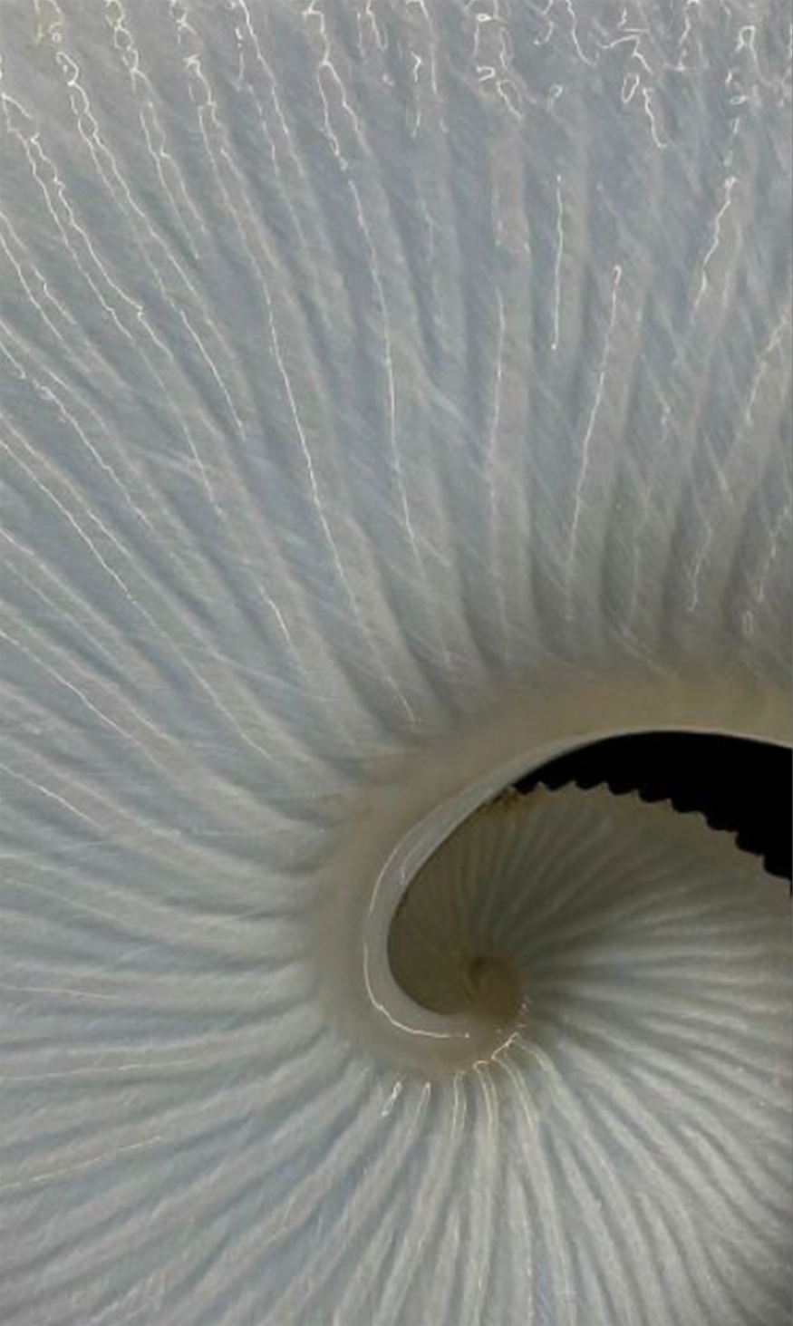 Close-up of a white seashell with a ridged, spiral pattern.