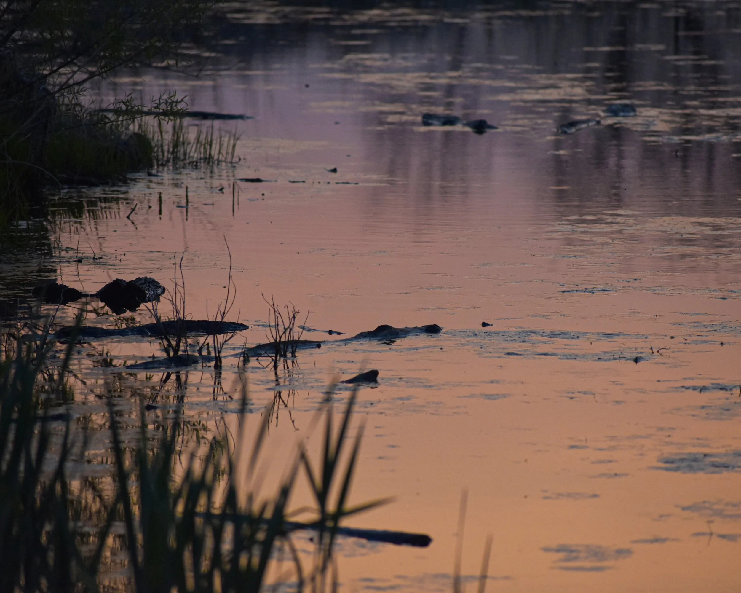 A pond during sunset with wooden logs jutting above the water.