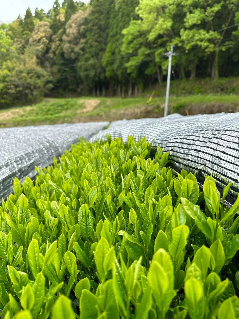 Close-up of lush, green tea plants growing in a plantation with a protective netting covering the rows, set against a backdrop of tall trees and a slightly cloudy sky.
