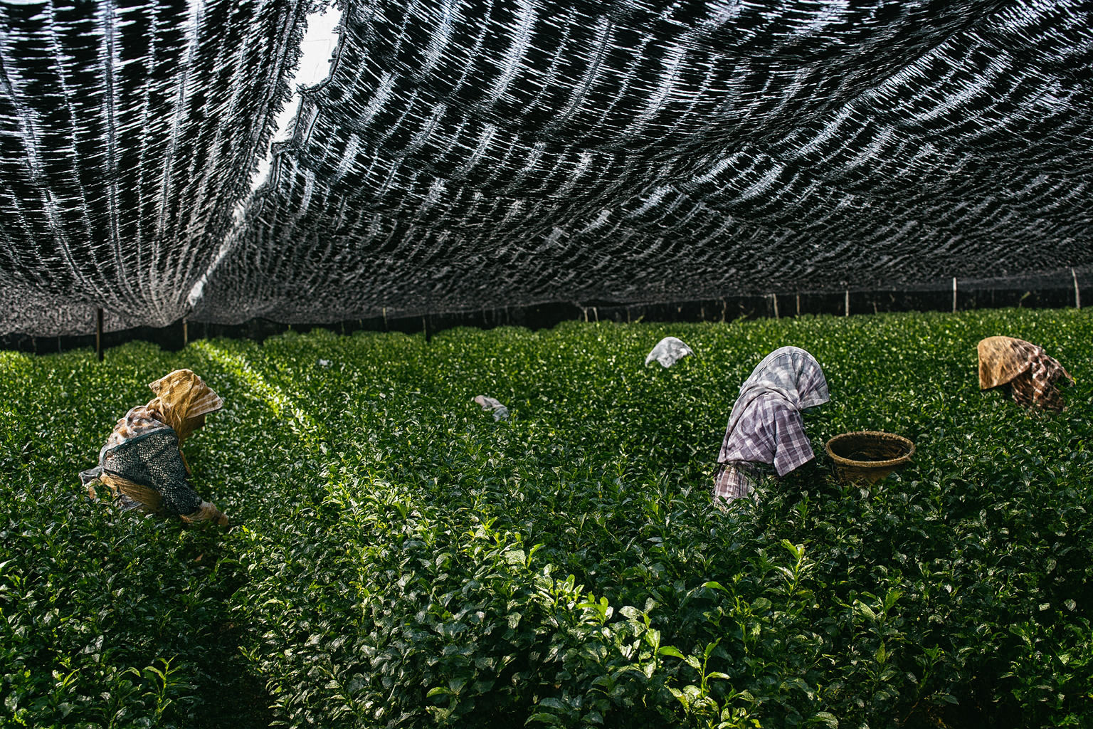 Farm workers harvest tea leaves beneath a large, shaded tarpaulin covering the plants.