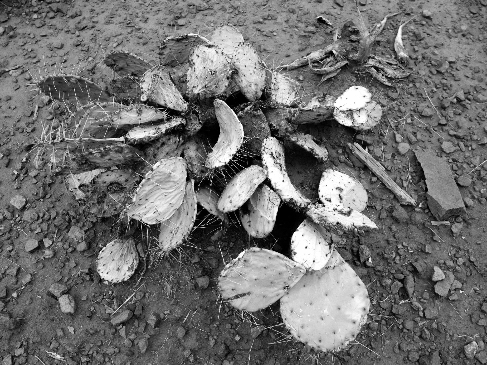 DSCF6530.jpg
