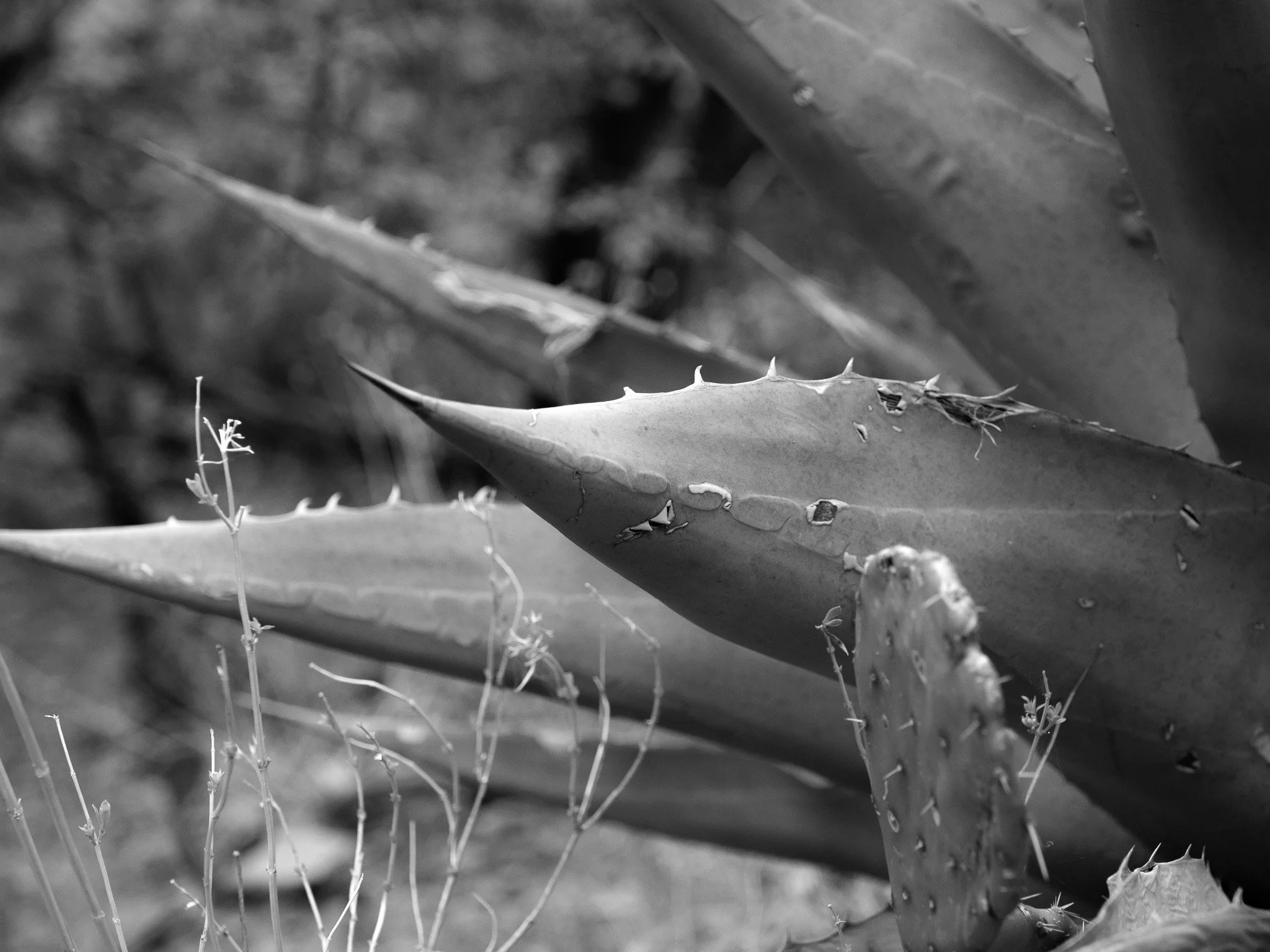 DSCF6576.jpg
