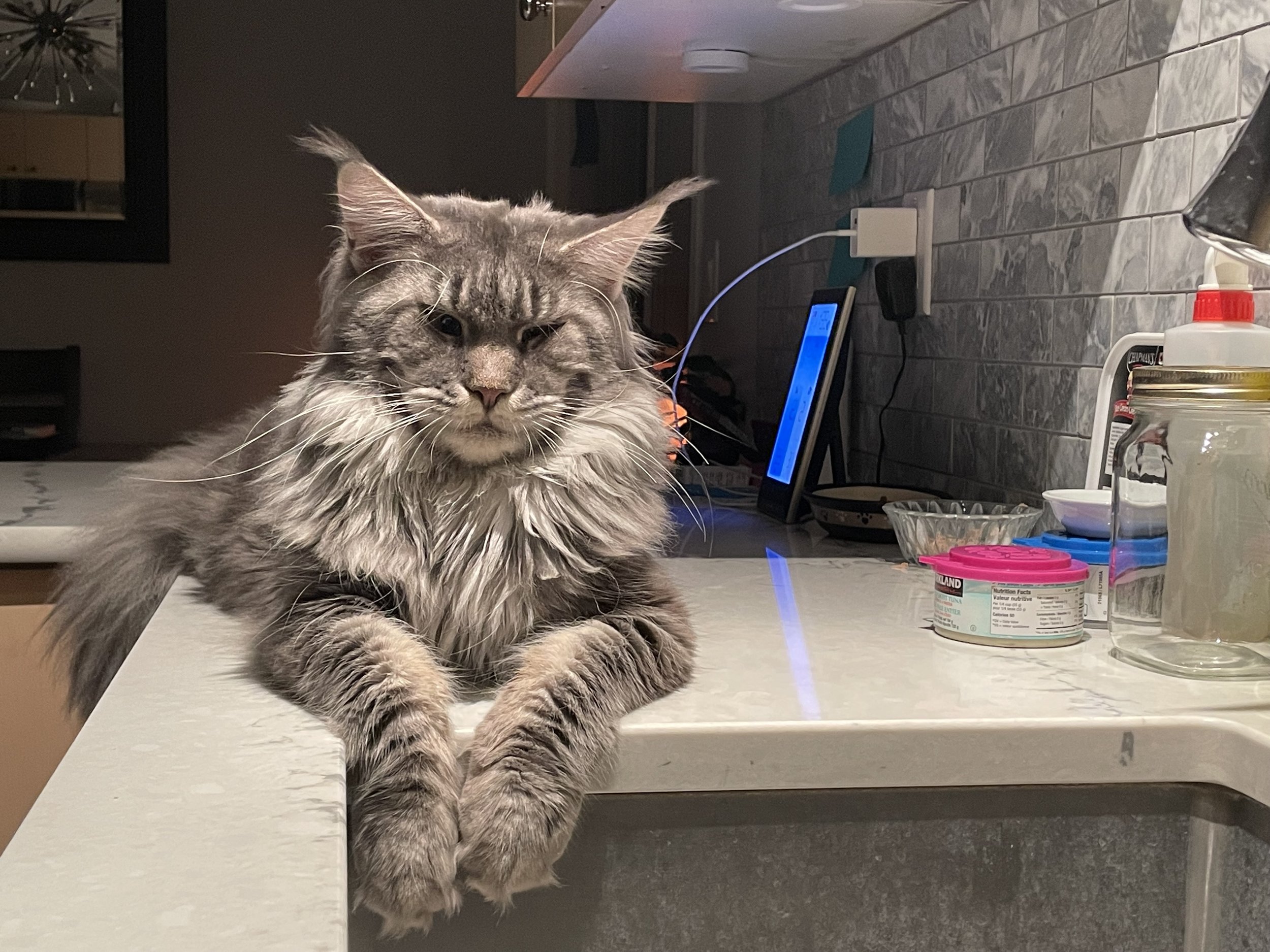 Gray maine coon sitting on a kitchen counter looking at the camera.