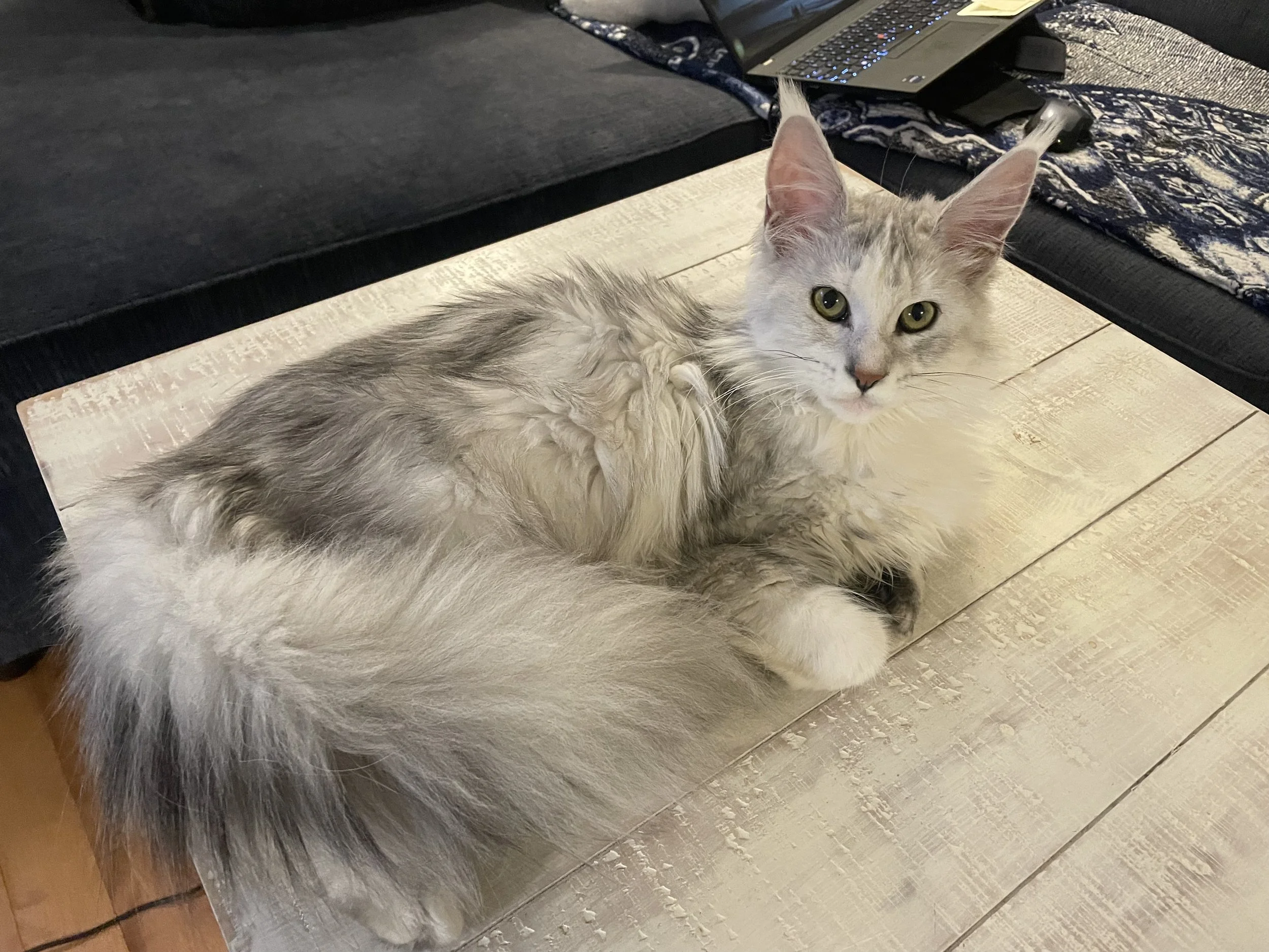 A white and grey maine coon with green eyes lying on a light-colored wooden table, looking at the camera.