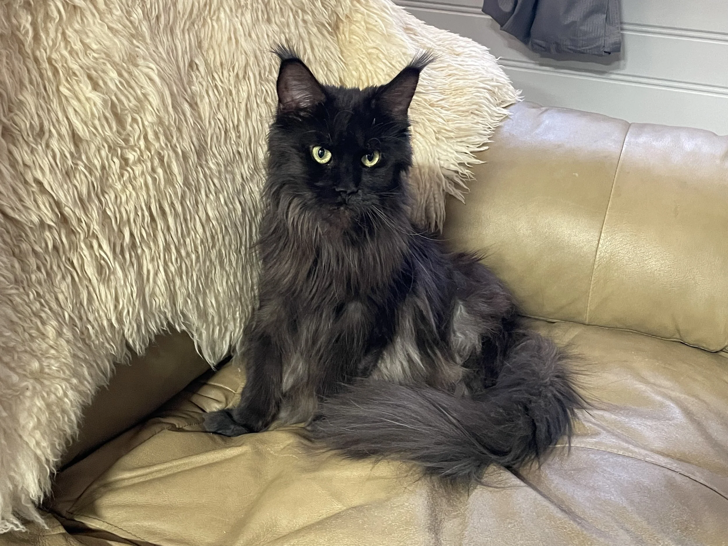 A long-haired black maine coon with green eyes sitting on a beige leather sofa, next to a cream-colored fluffy blanket.