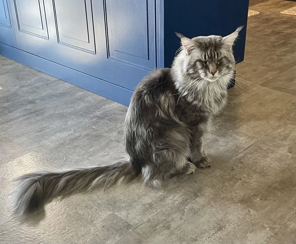 Maine coon cat sitting on a tiled floor near a blue cabinet, with a relaxed expression.