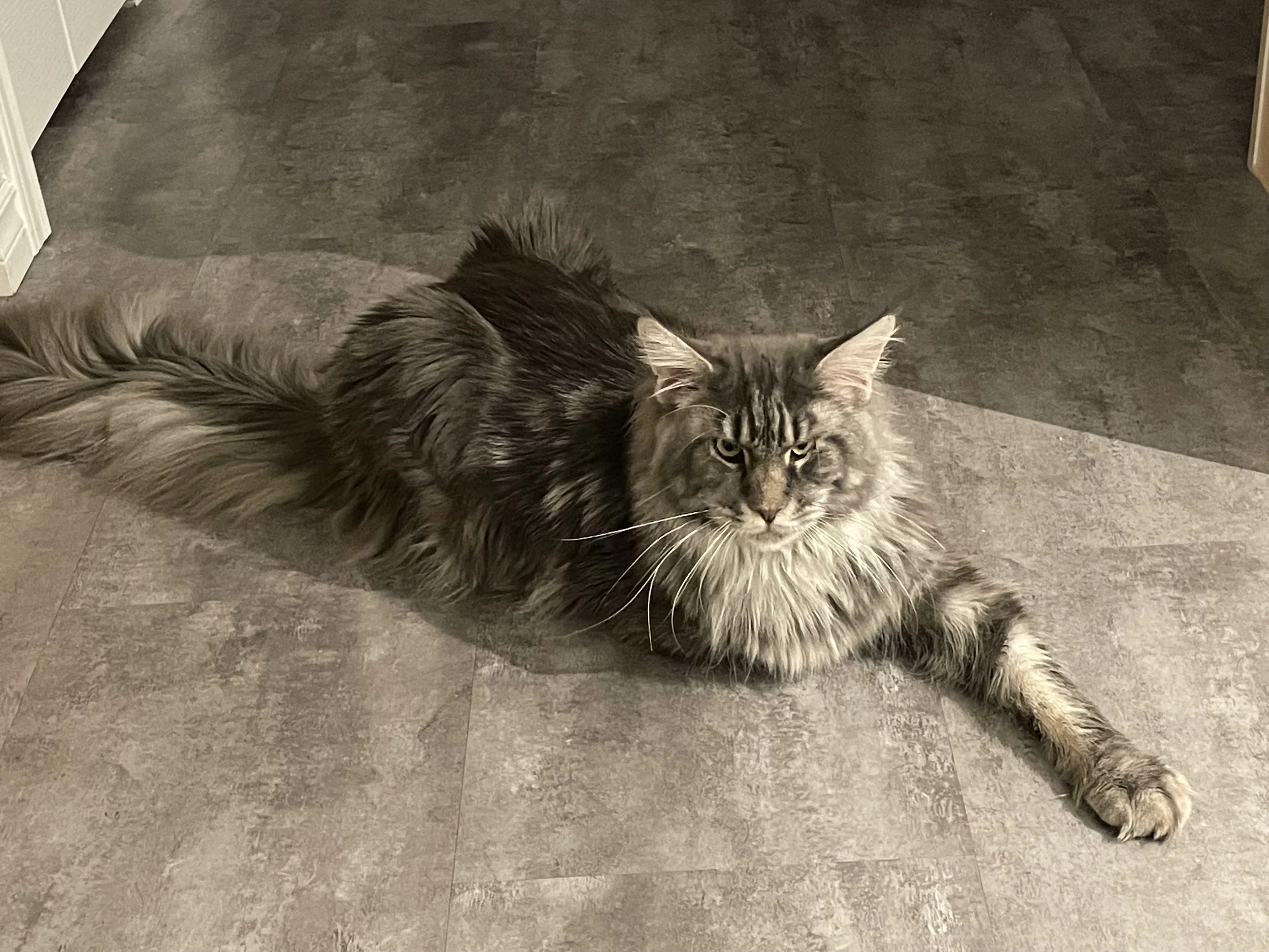 Gray Maine coon tabby cat lying stretched out on a tiled floor, looking at the camera.