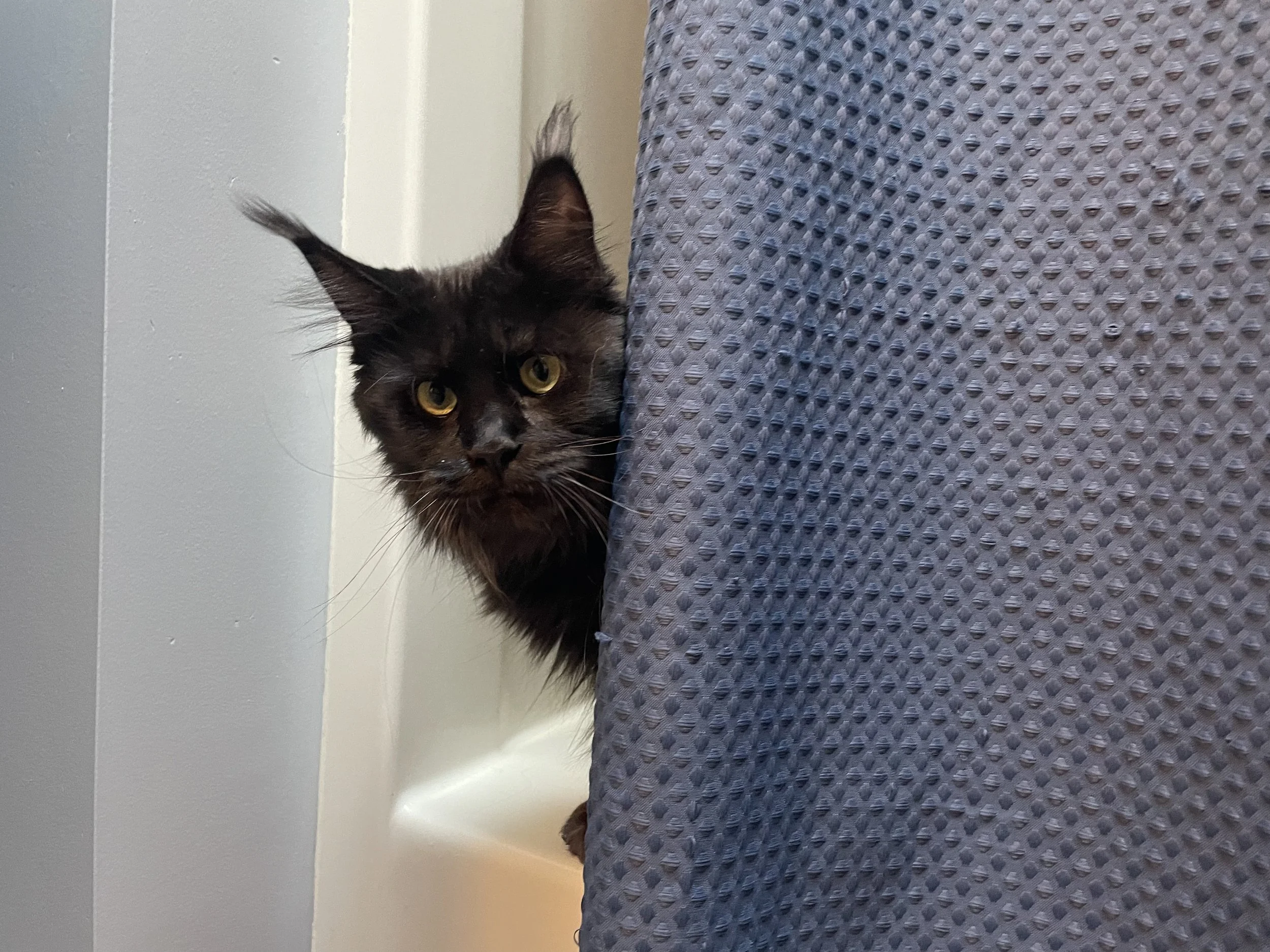 A black maine coon with green eyes peeking out from behind a shower curtain.