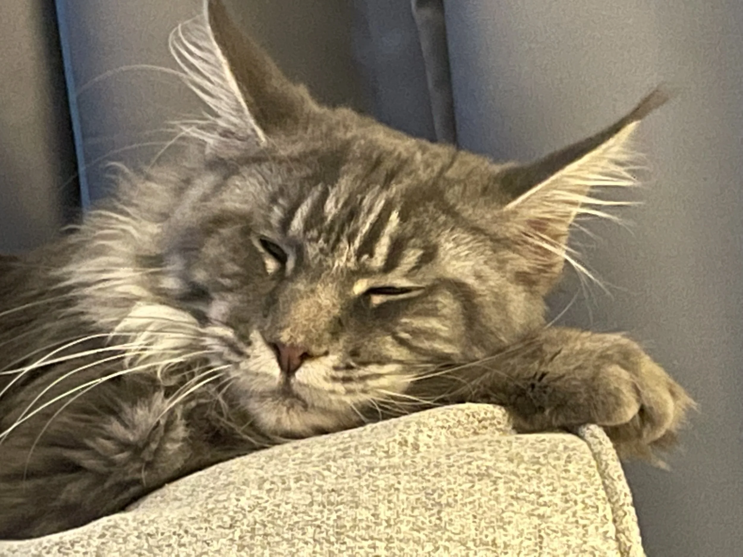 Maine coon cat sleeping.