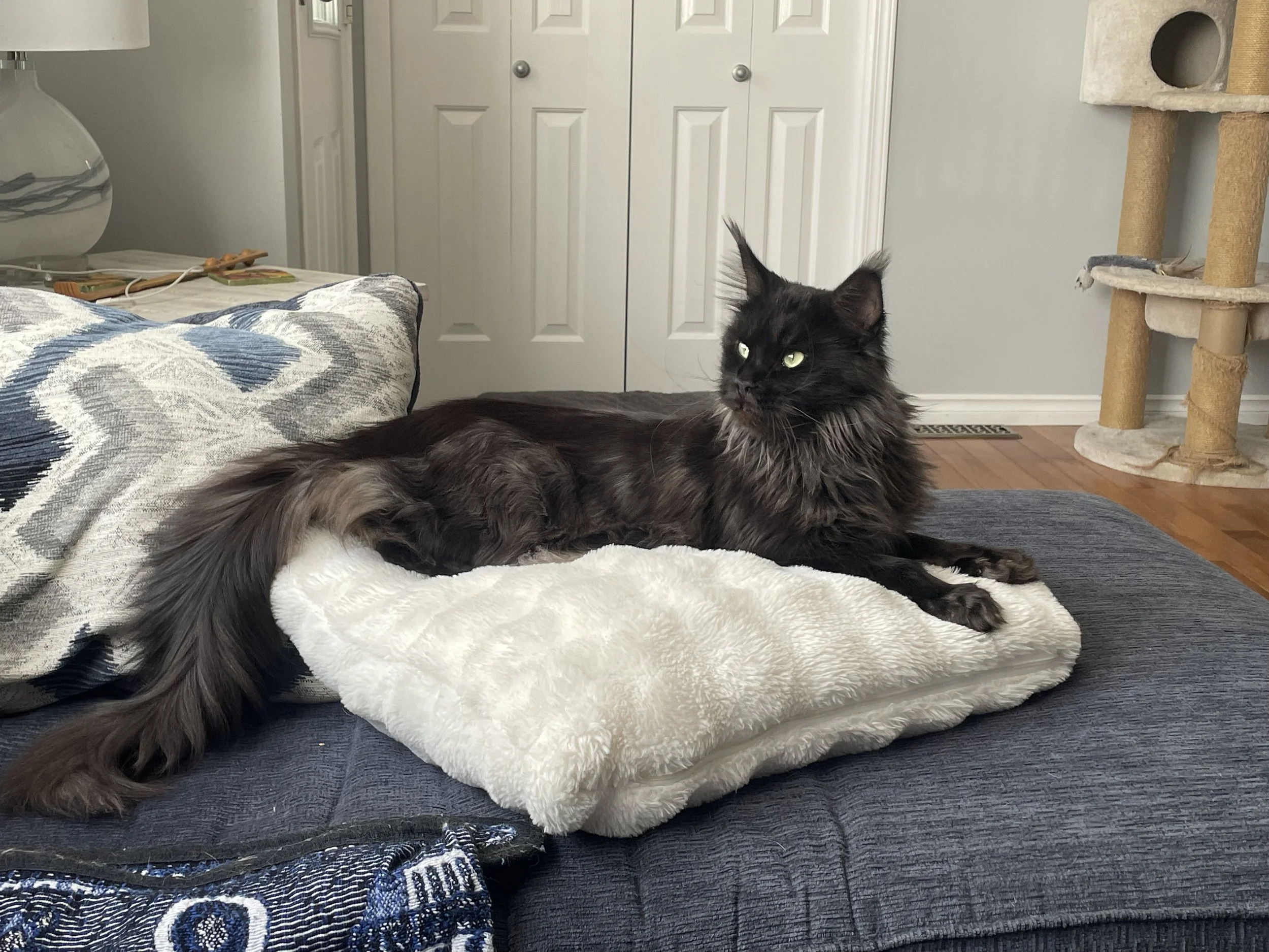 A black maine coon with green eyes lying on a white fluffy blanket on a couch in a living room.