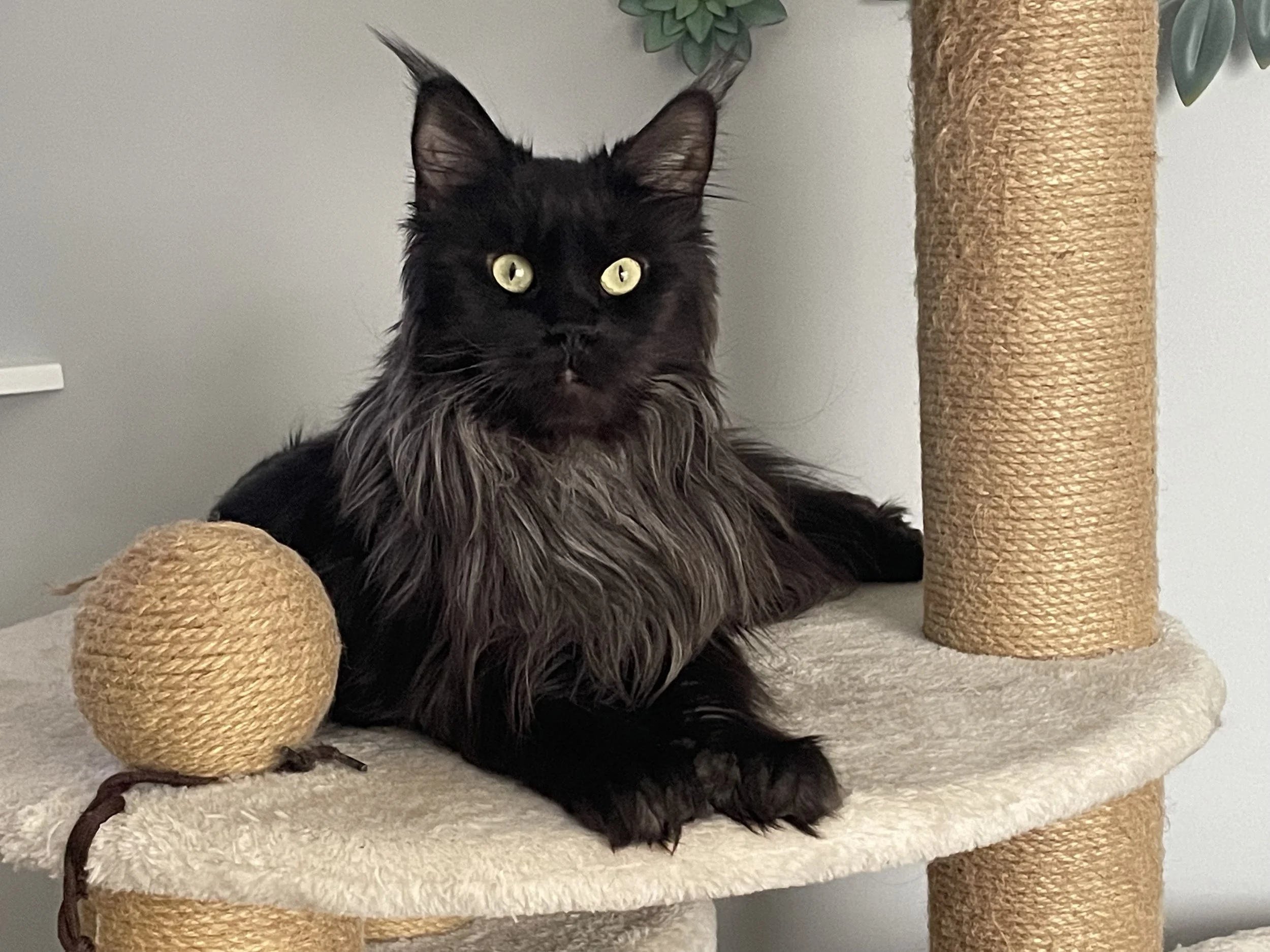 Black smoke maine coon cat with green eyes, lying on a beige cat tree with a scratching post, next to a cat toy ball.