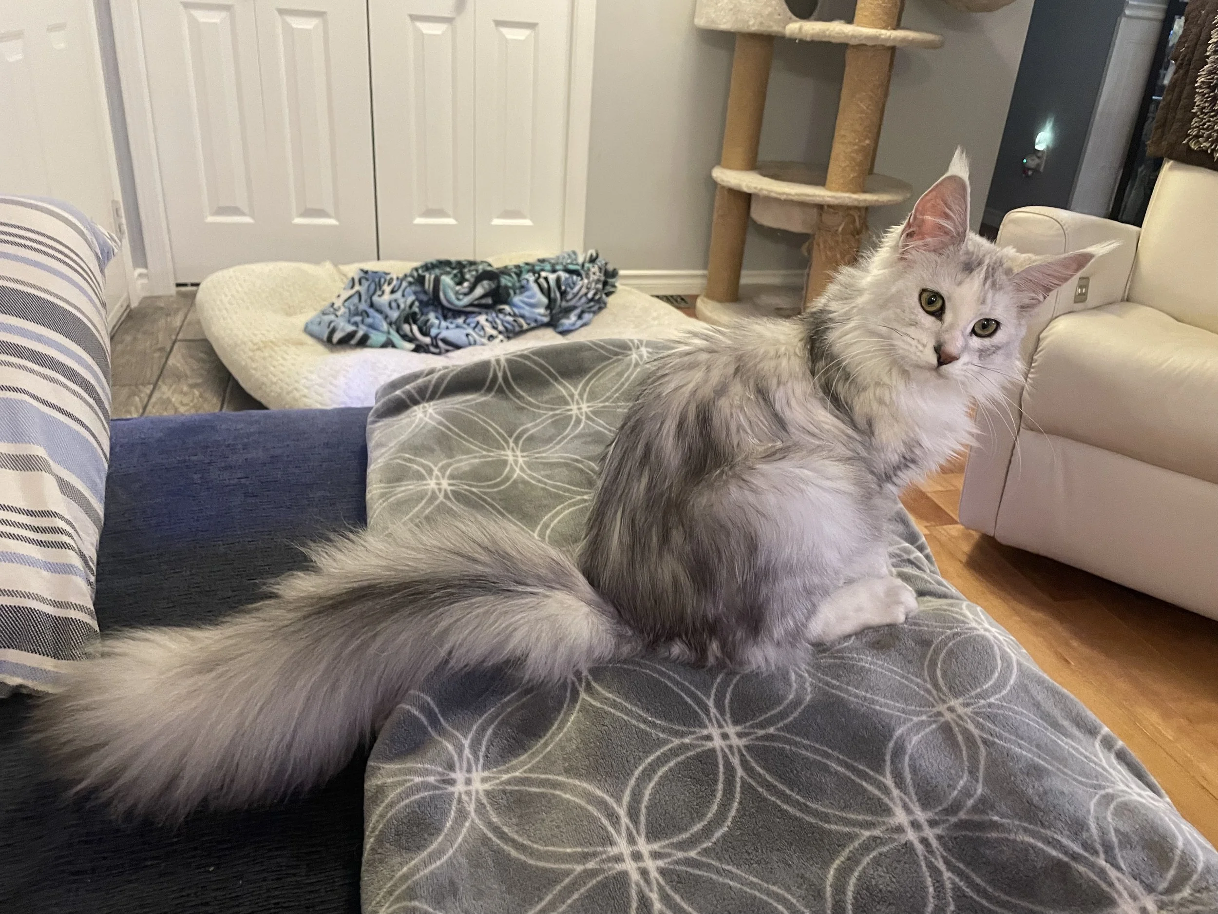 Gray and white maine coon sitting on a gray patterned blanket on a person's lap in a living room, with a dog bed and blankets in the background.