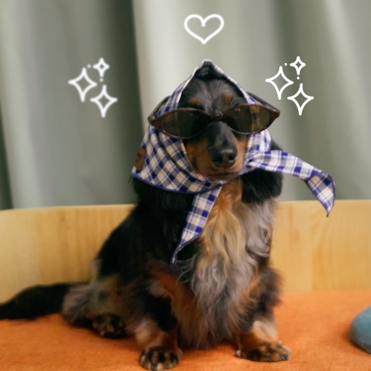 Kiehl's "Fur the Dogs"