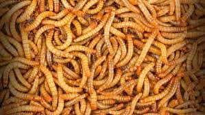 Meal Worms