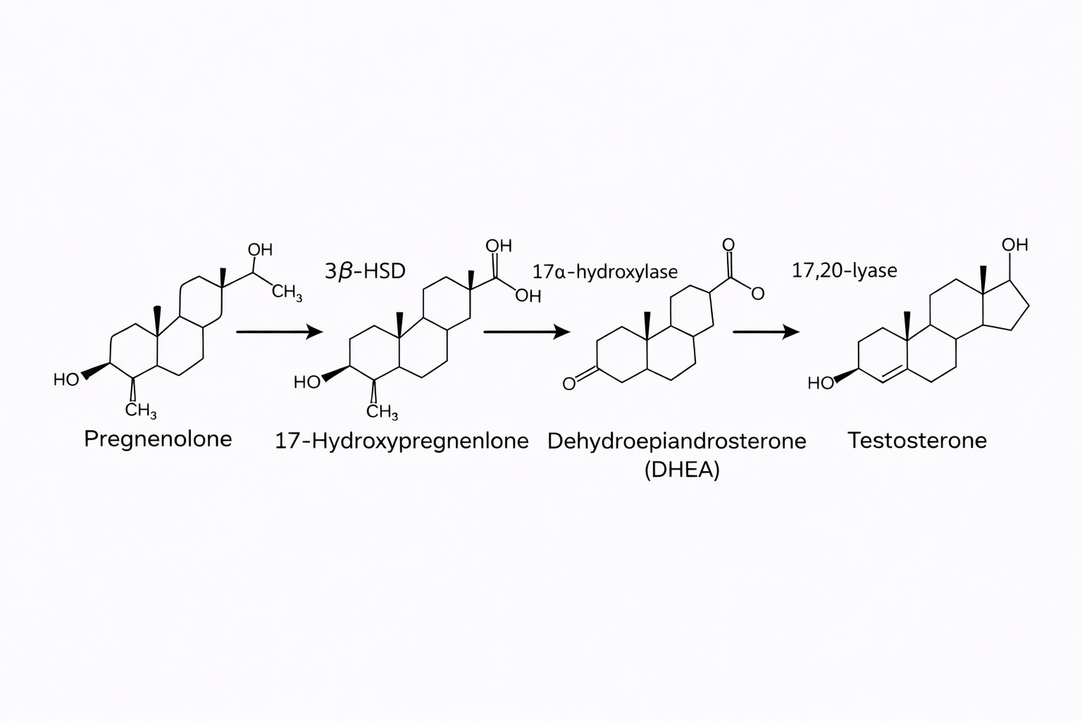 Diagram showing the chemical conversion pathway from Pregnenolone to Testosterone with enzyme names