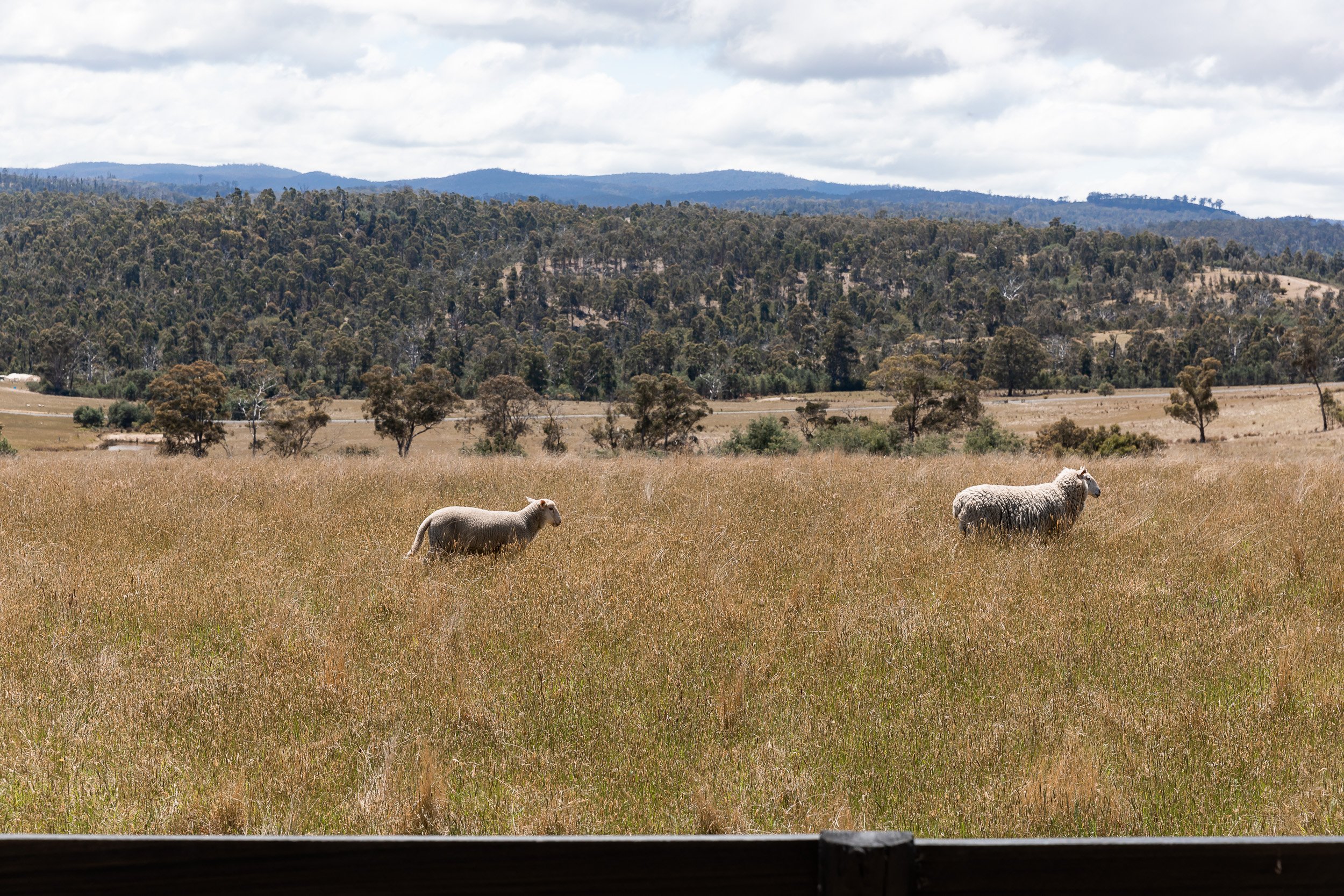 heep grazing in grassland surrounding Carlton River Airbnb, framed by wooded hills
