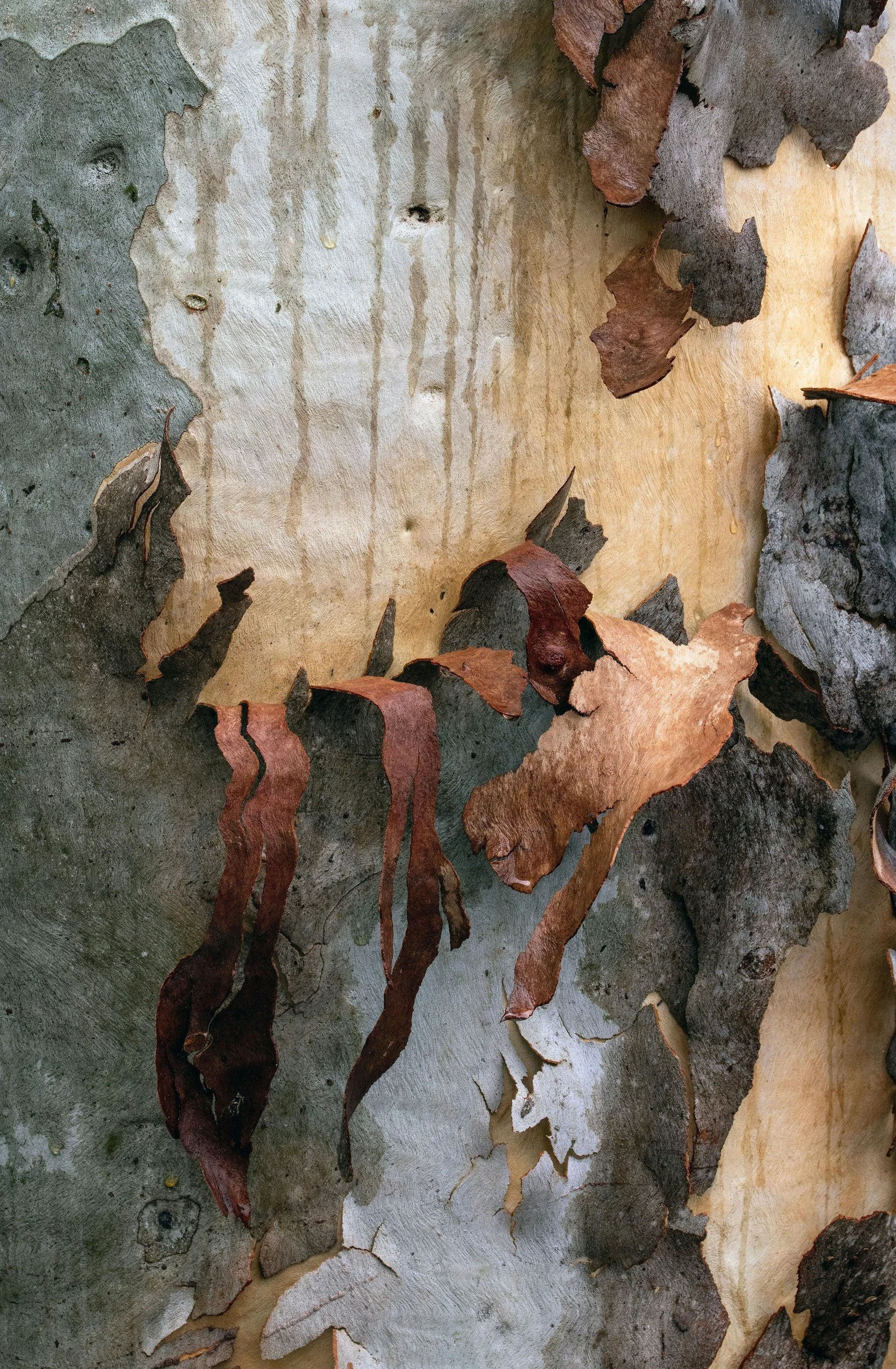 Close-up of peeling bark on a tree trunk with layers of brown, gray, and white bark curling and flaking off.