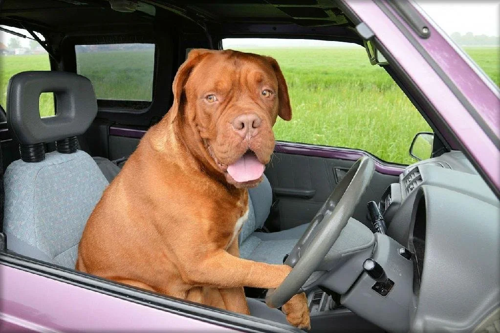 dog smell in car.jpg