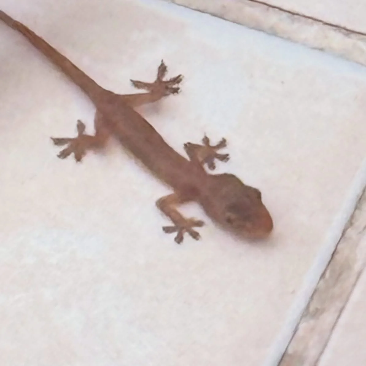 A friend asked me recently for a photo of the &ldquo;infamous gecko&rdquo; &hellip; 

Perhaps others are curious as well. 

@letschangeourminds @chloebourjalliat.coach 

#messenger #gecko #life #podcast #story