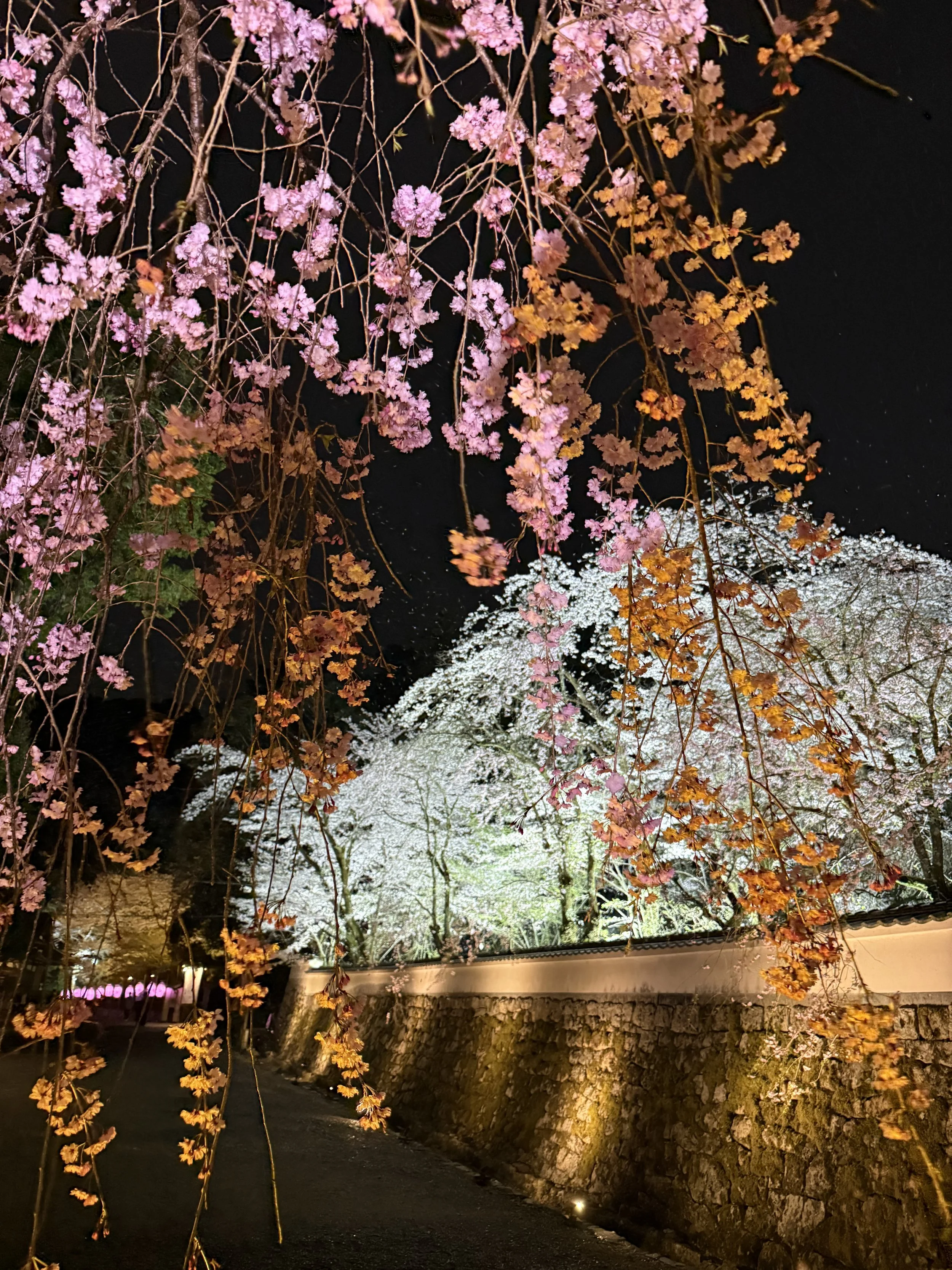 Night view of cherry blossom trees illuminated, with pink, white, and orange flowers, alongside a stone wall and a paved path.