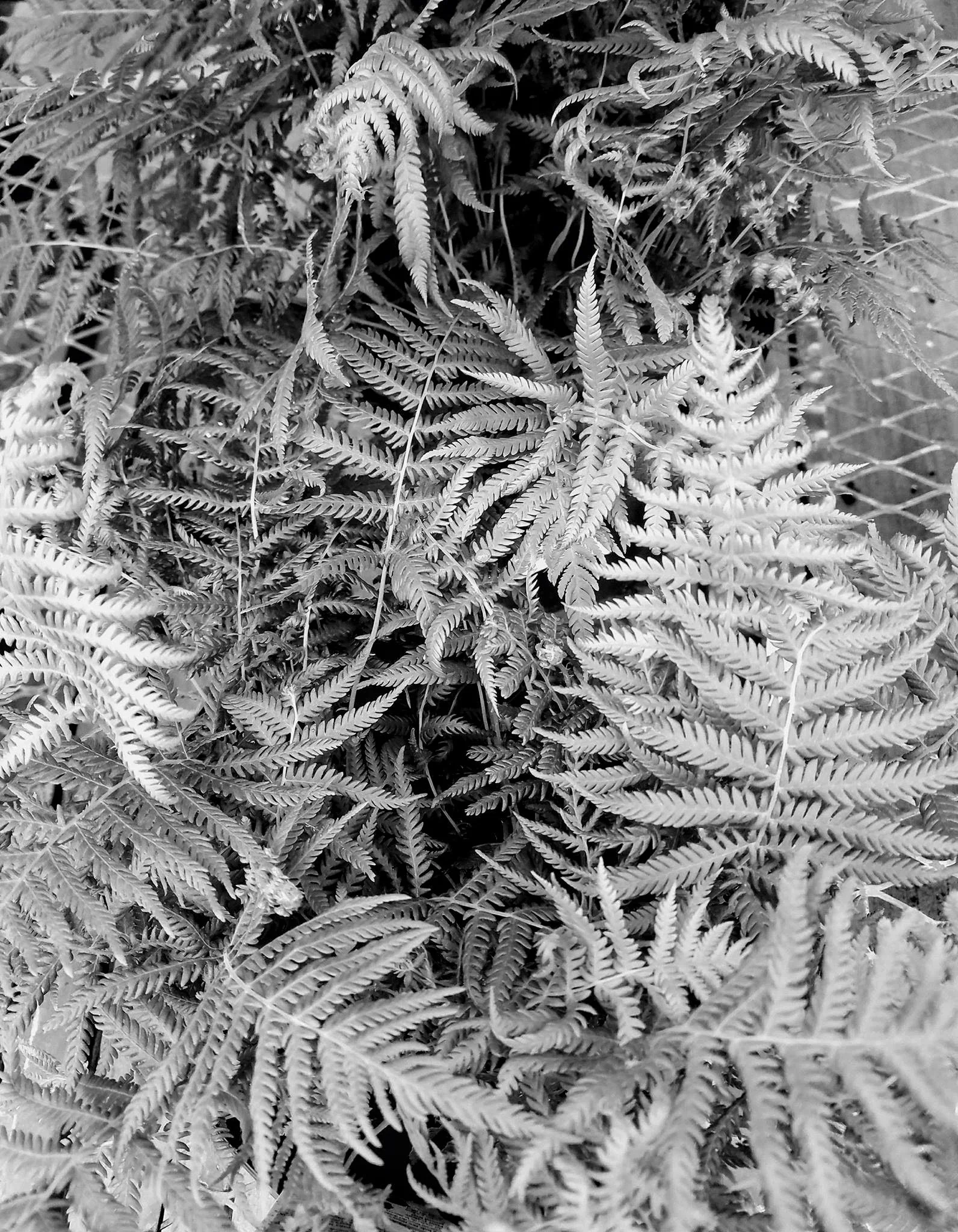 Texture of curly fern in B&amp;W found in Pensacola FL