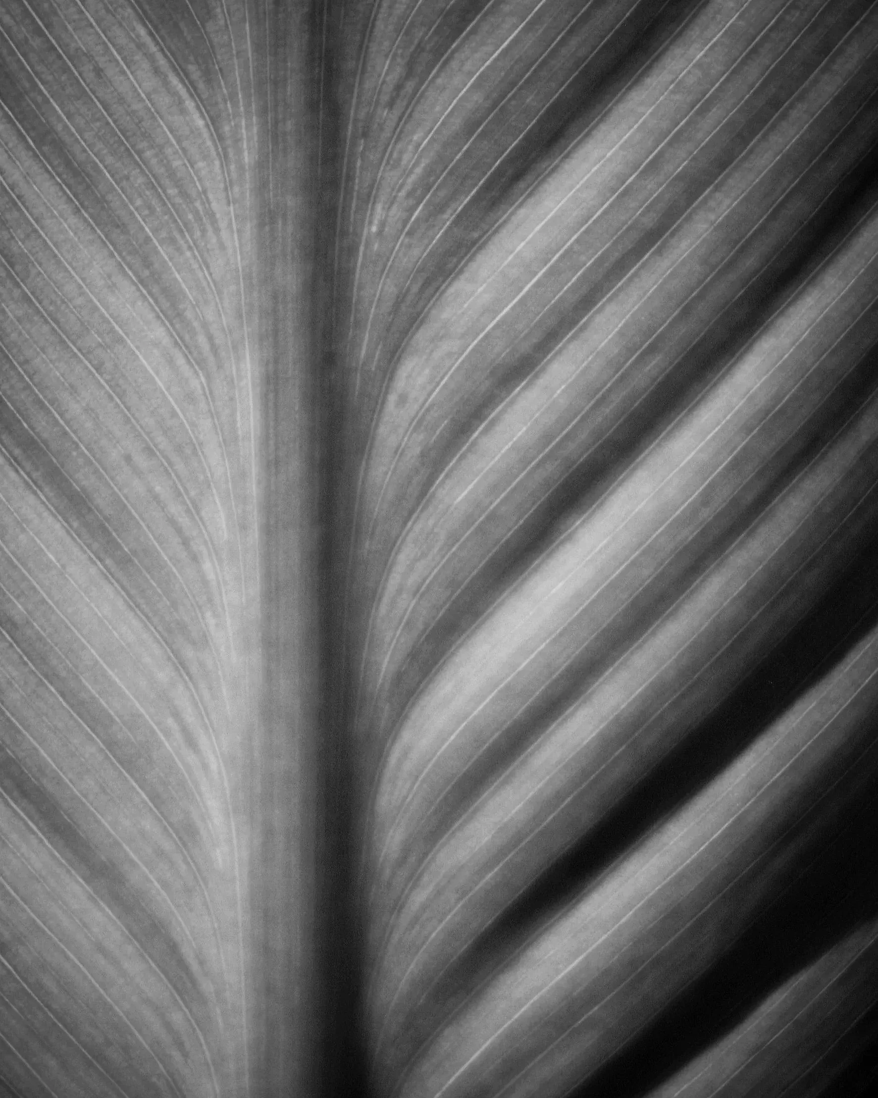 the veins of a large tropical leaf in black and white