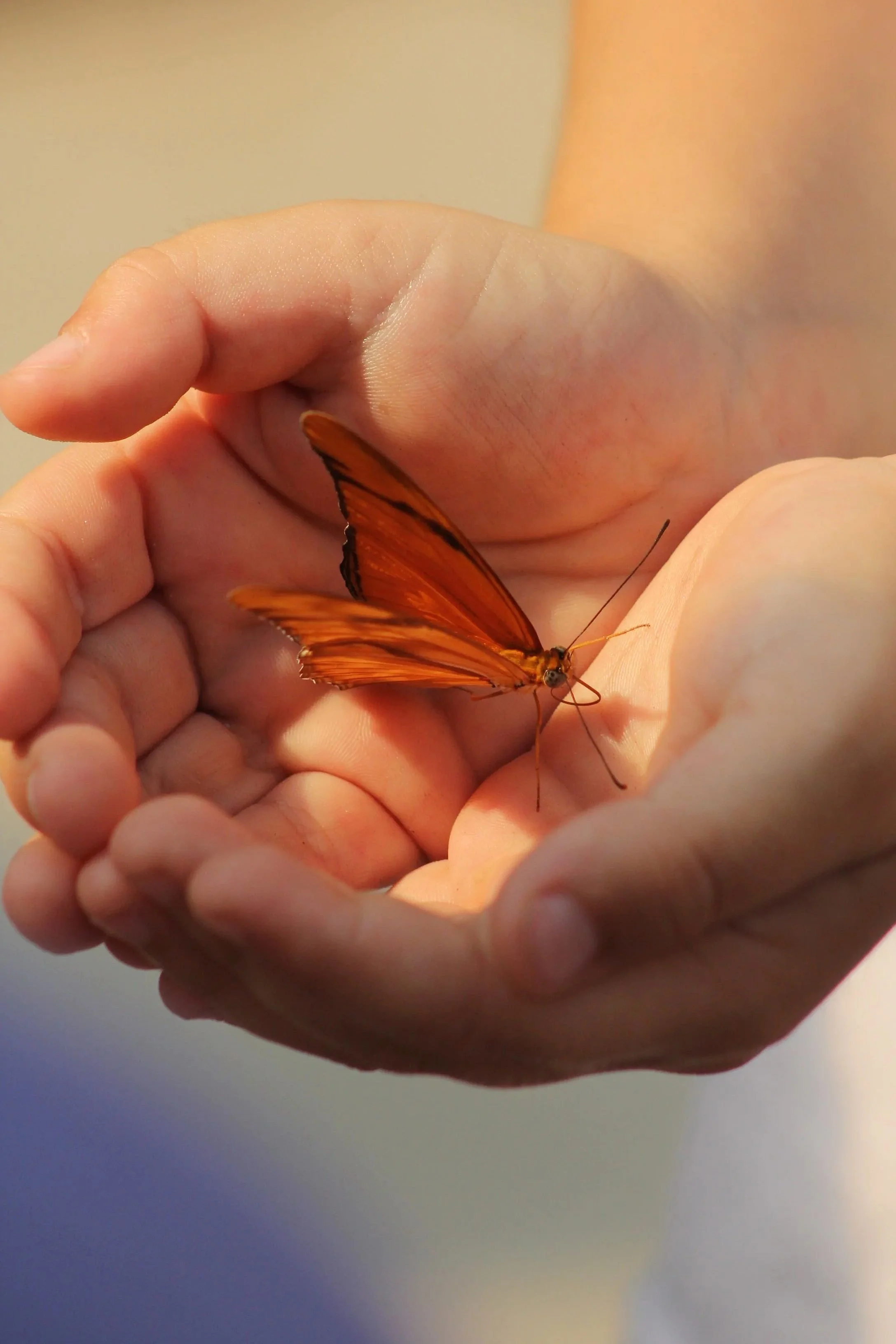 A child's hands holding a beautiful orange butterfly at Navarre Beach