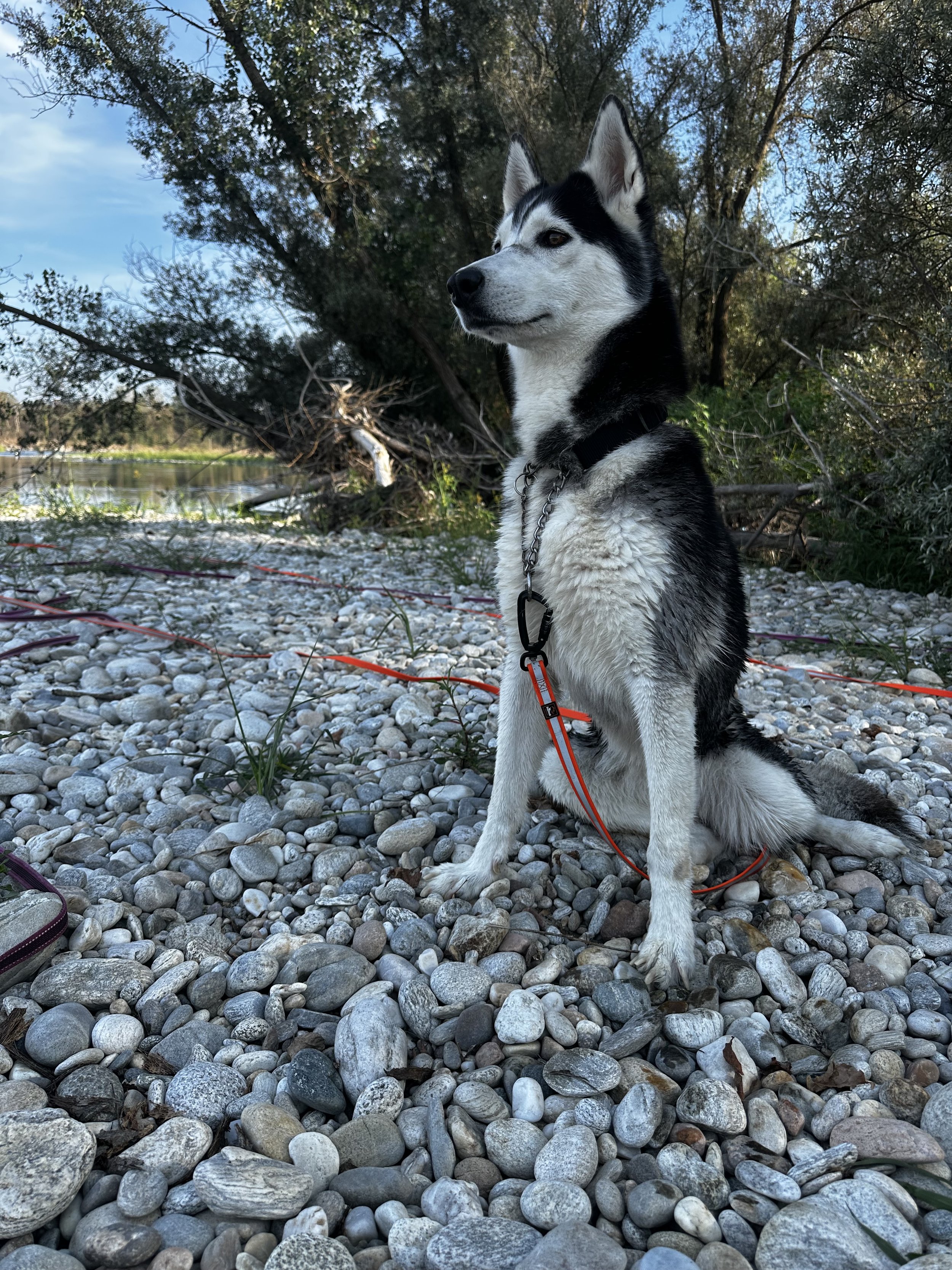 Un cane di razza Husky Siberiano seduto su una passeggiata sulla riva di un fiume, circondato da ciottoli e alberi, con un cielo sereno in background.