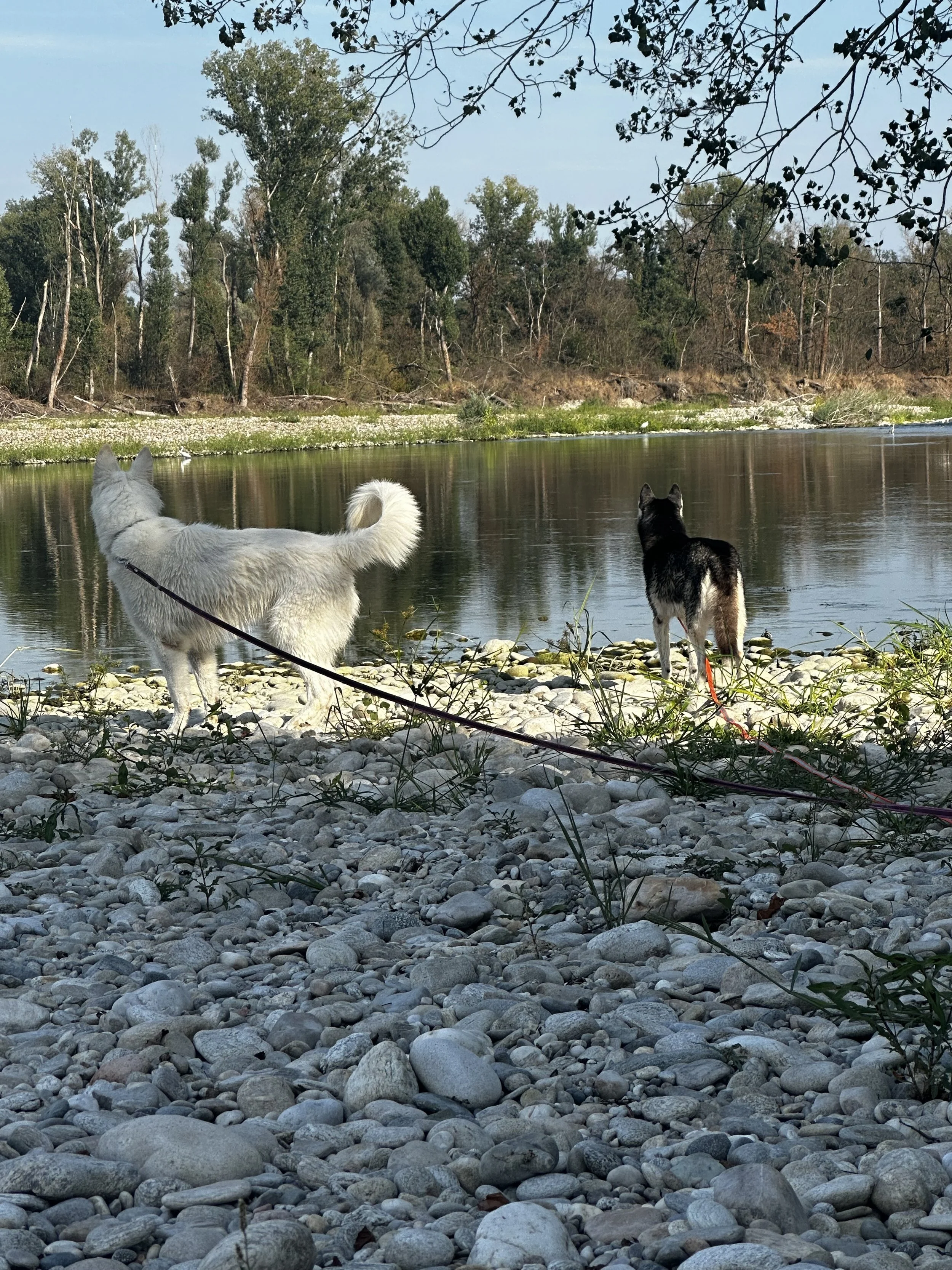 Due cani, uno bianco e uno nero con macchie, che si trovano sulla riva di un fiume circondati da ciottoli e vegetazione.