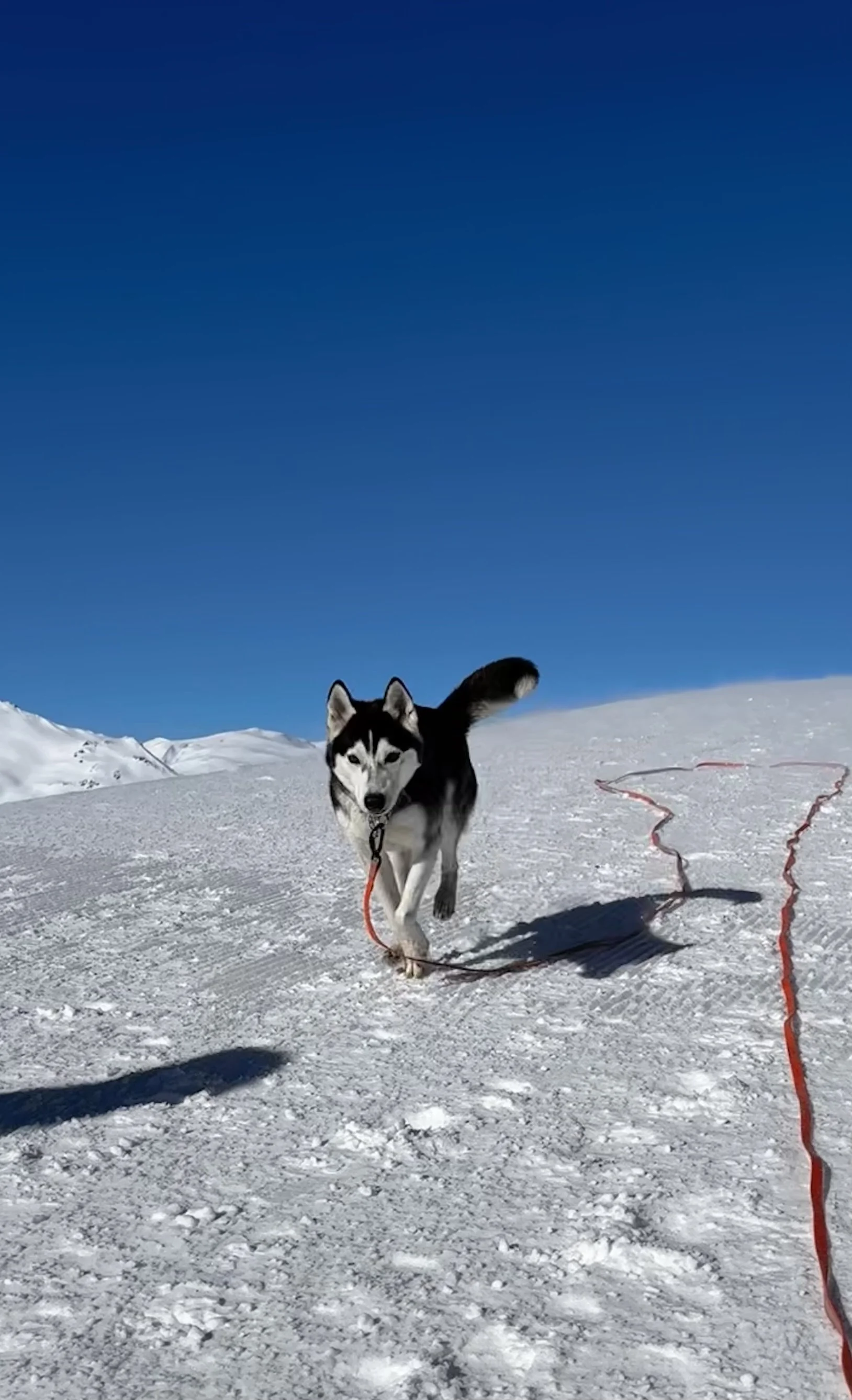 Un cane husky in corsa sulla neve, con una corda rossa, sotto un cielo blu terso
