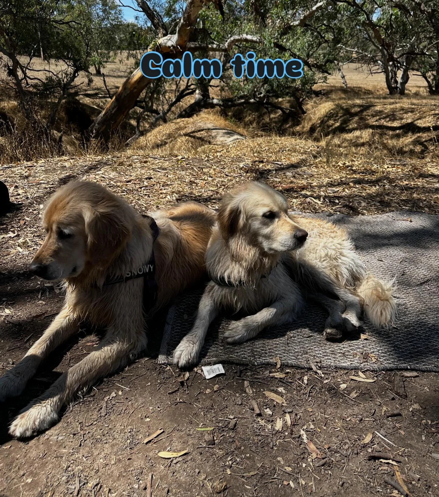 Some calm time after romping all over the property in the morning.