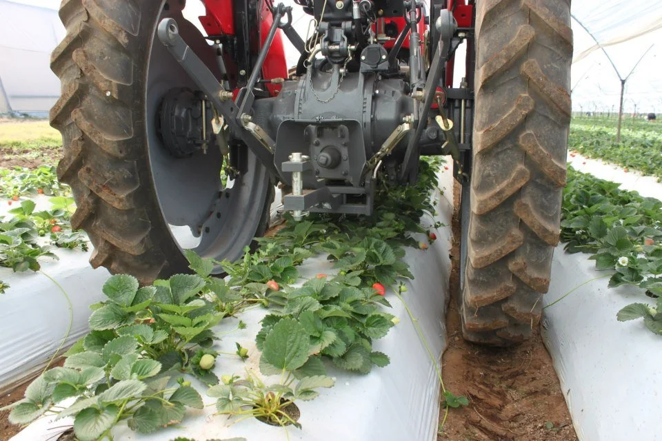 A tractor in a greenhouse farm working between rows of strawberry plants covered with white plastic mulch.