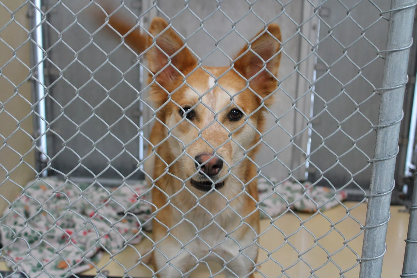 doganimalshelter56.JPG