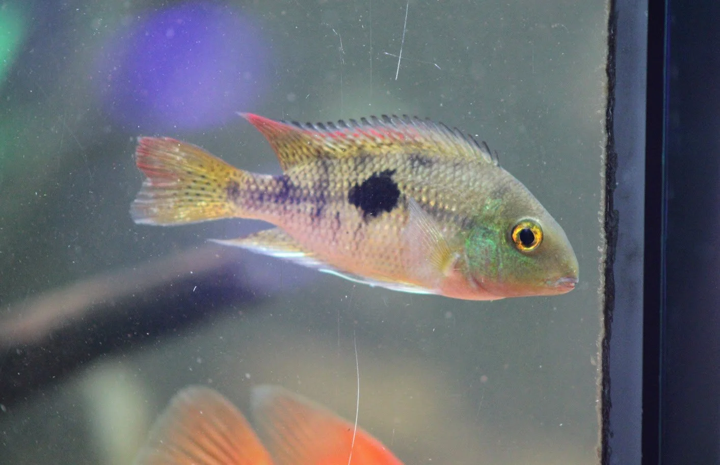 cichlid1.JPG