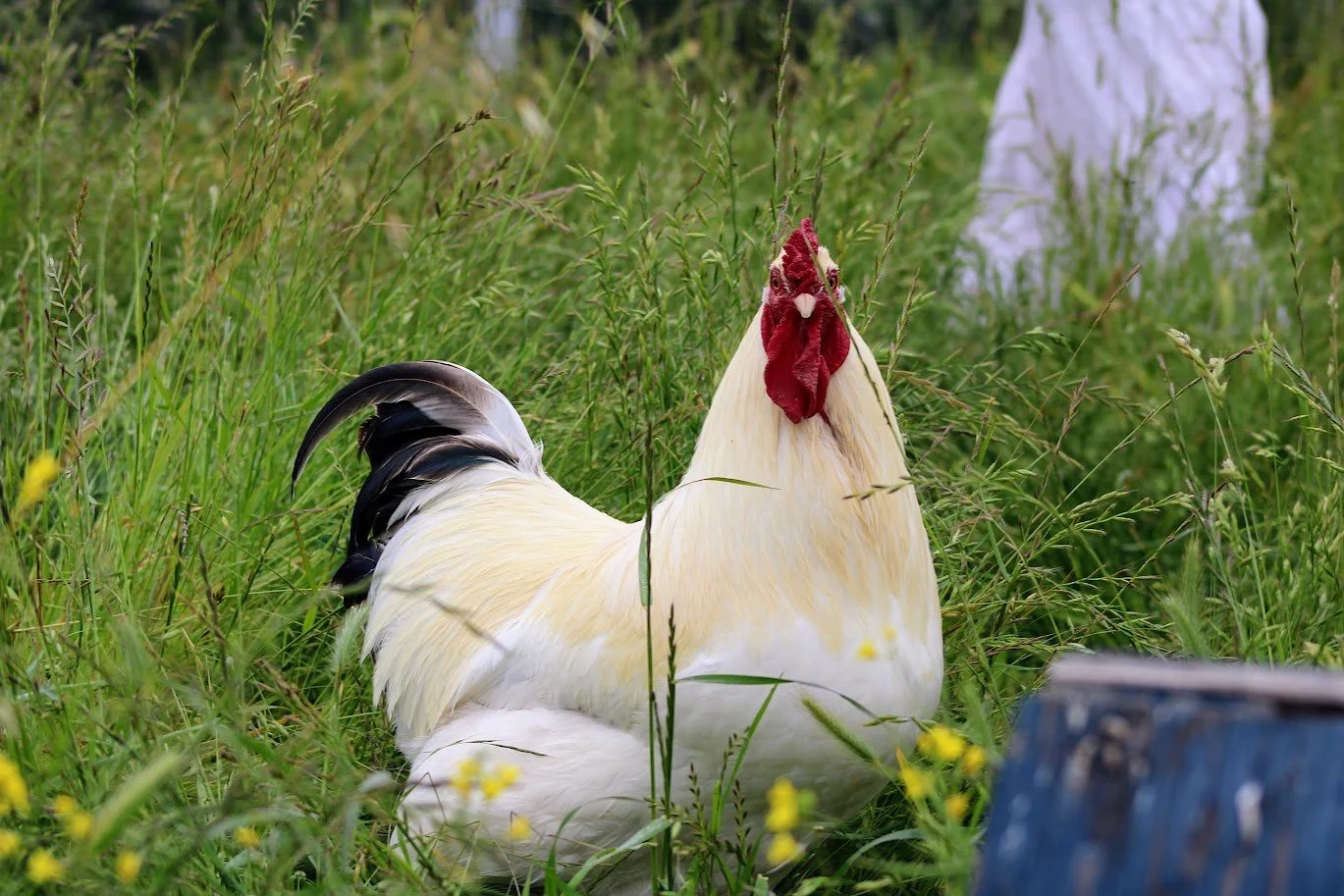 Rooster living at Charlie's Acres